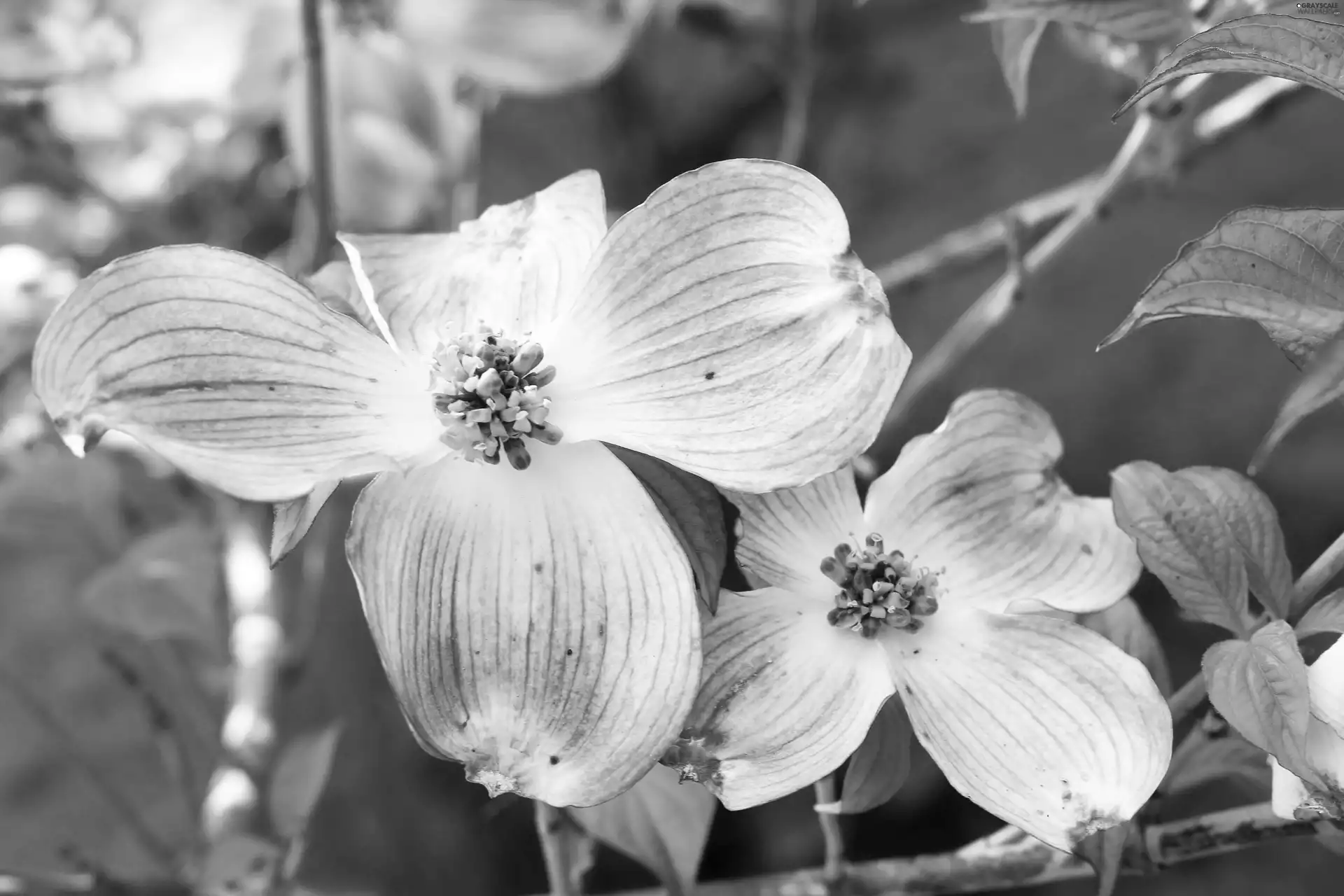 Twigs, dog-wood, Pink, Leaf, Colourfull Flowers