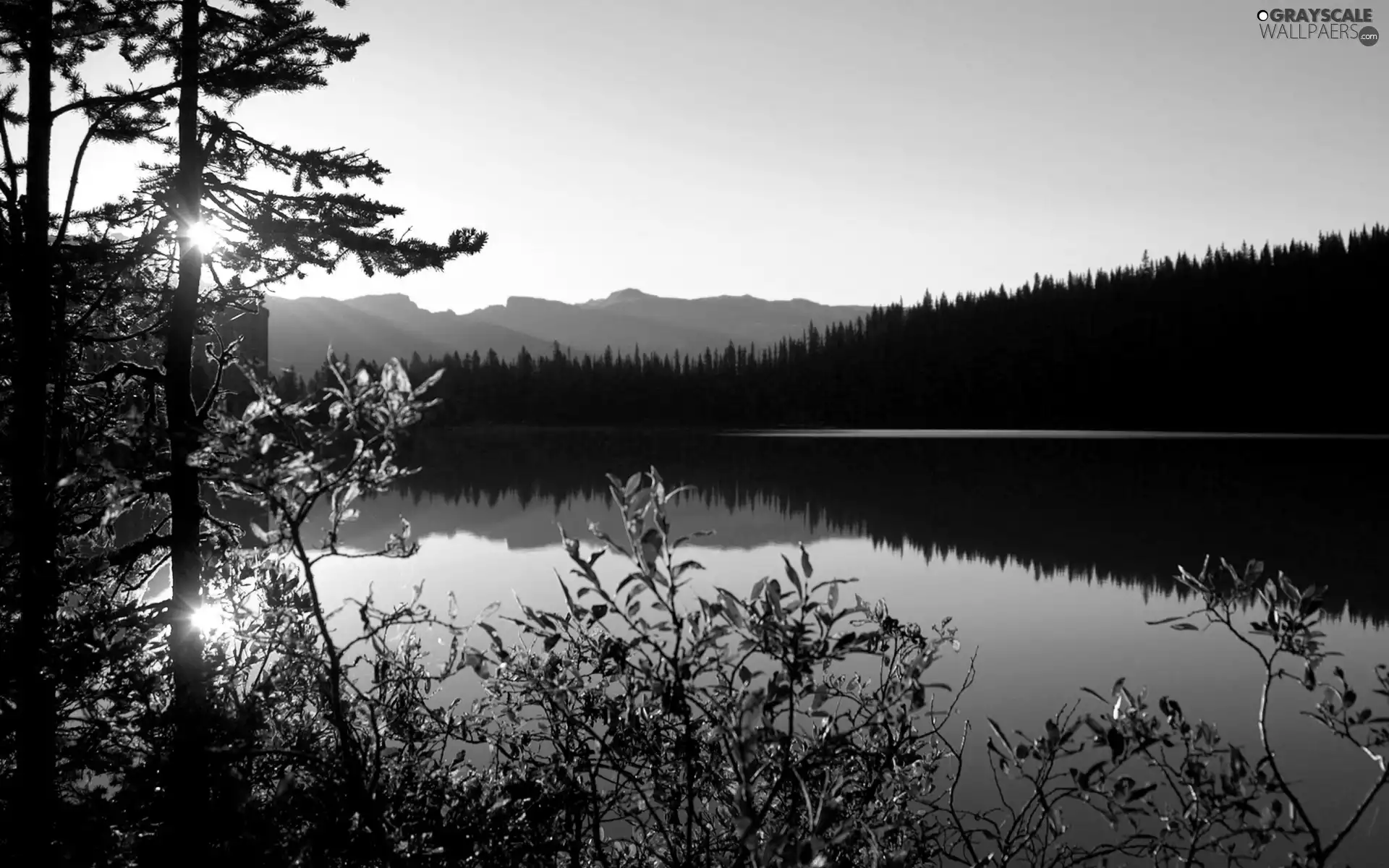 Twigs, lake, forest