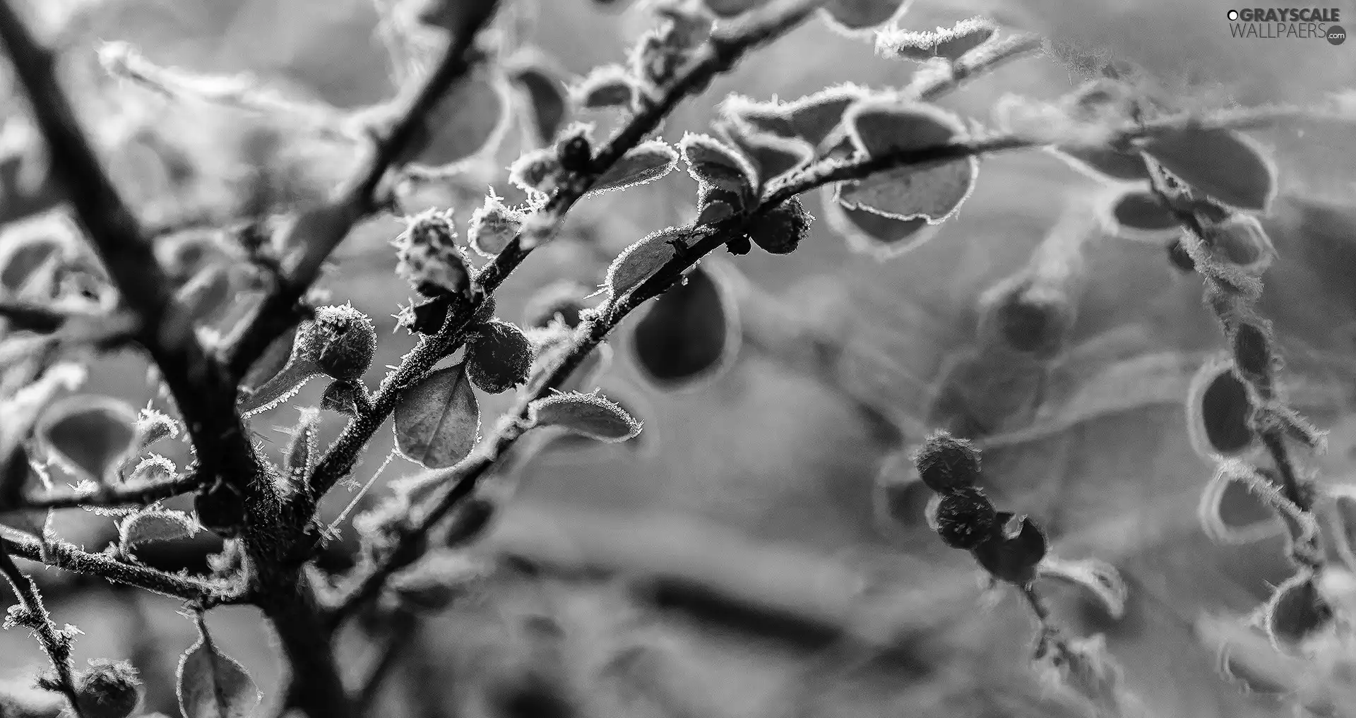White frost, leaves, Twigs