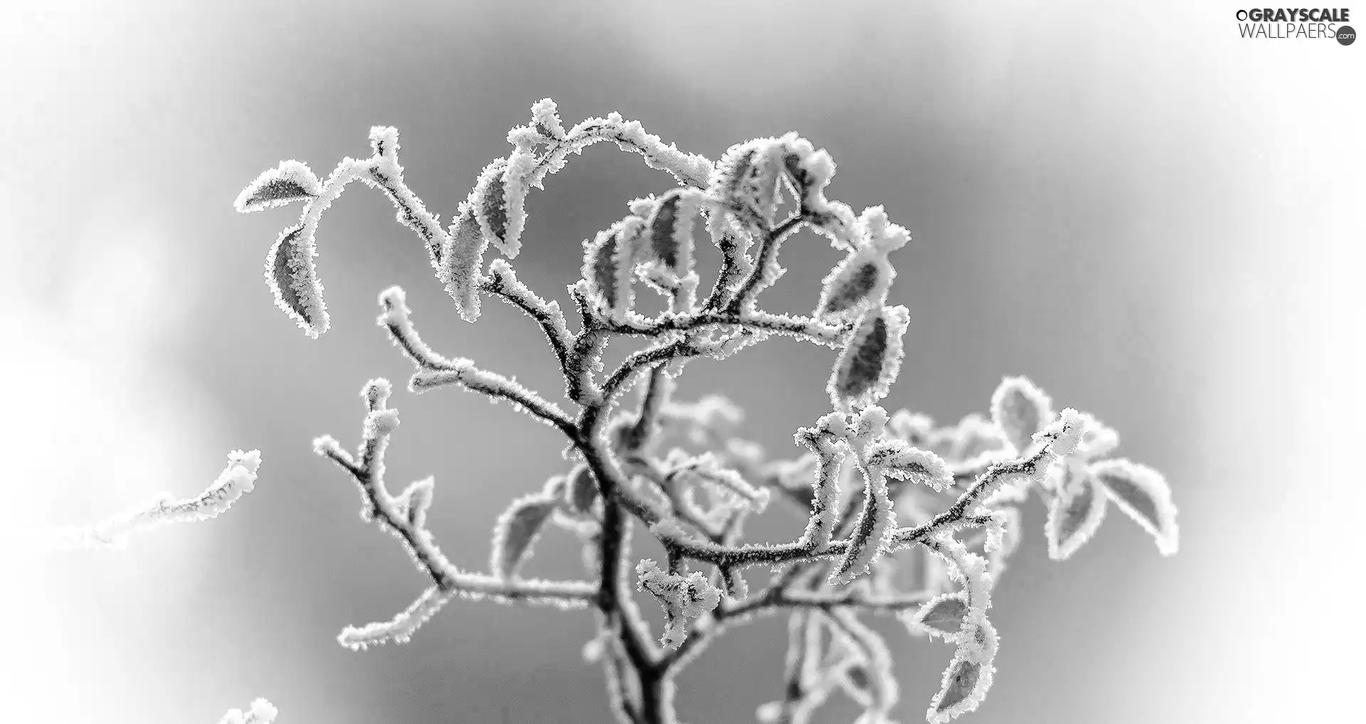 White frost, leaves, Twigs