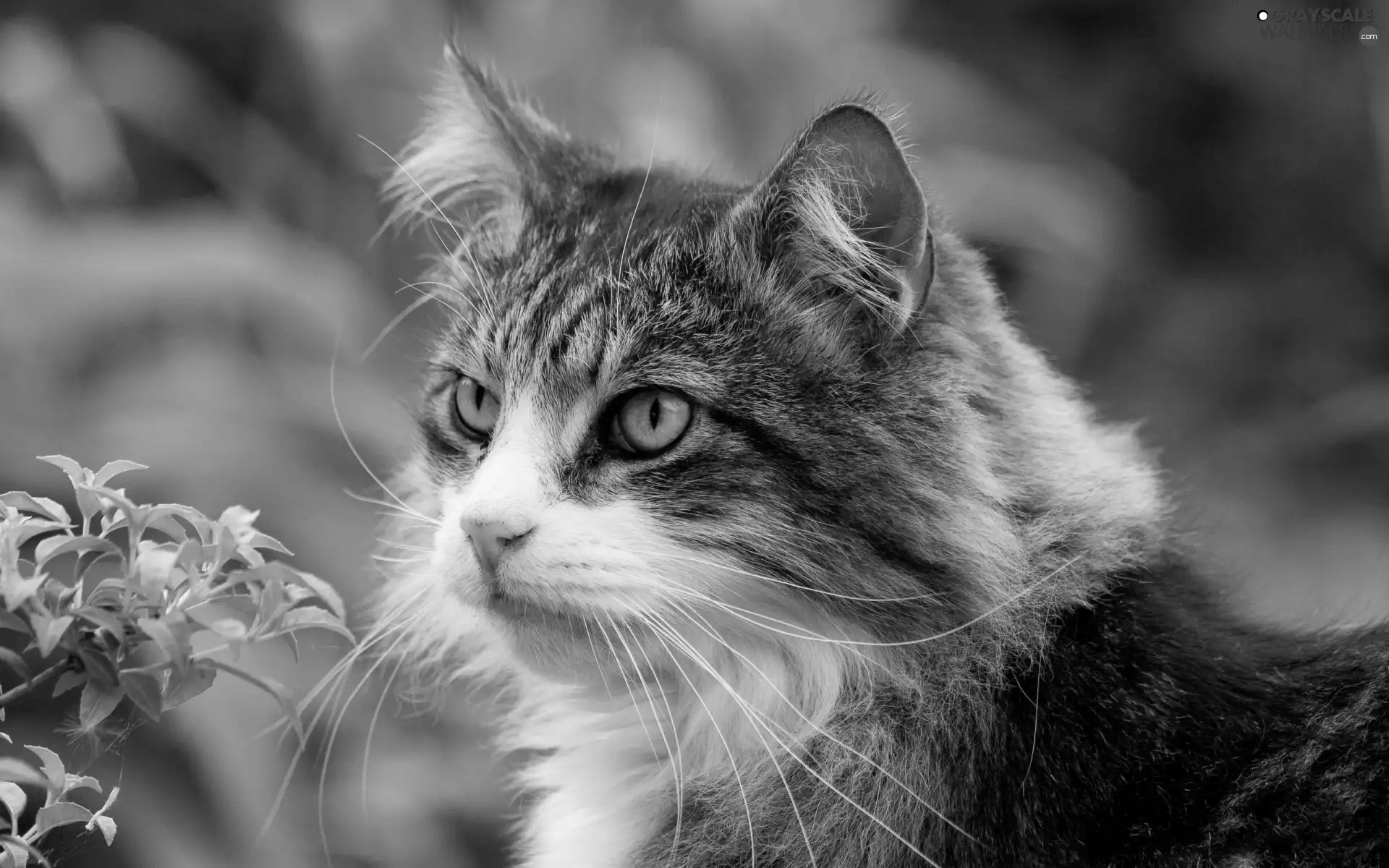 gazing, green ones, Twigs, tomcat