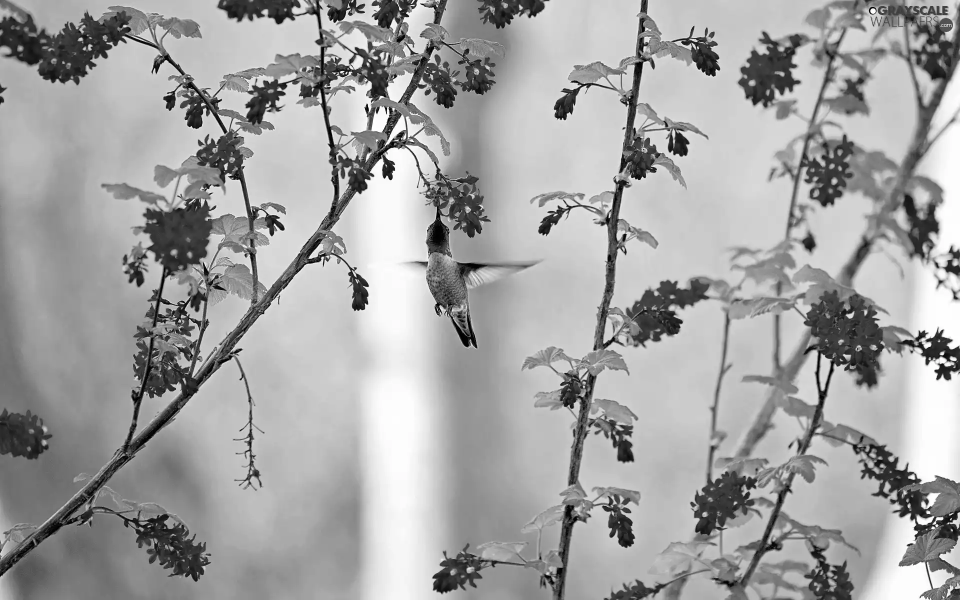 Flowers, humming-bird, Twigs