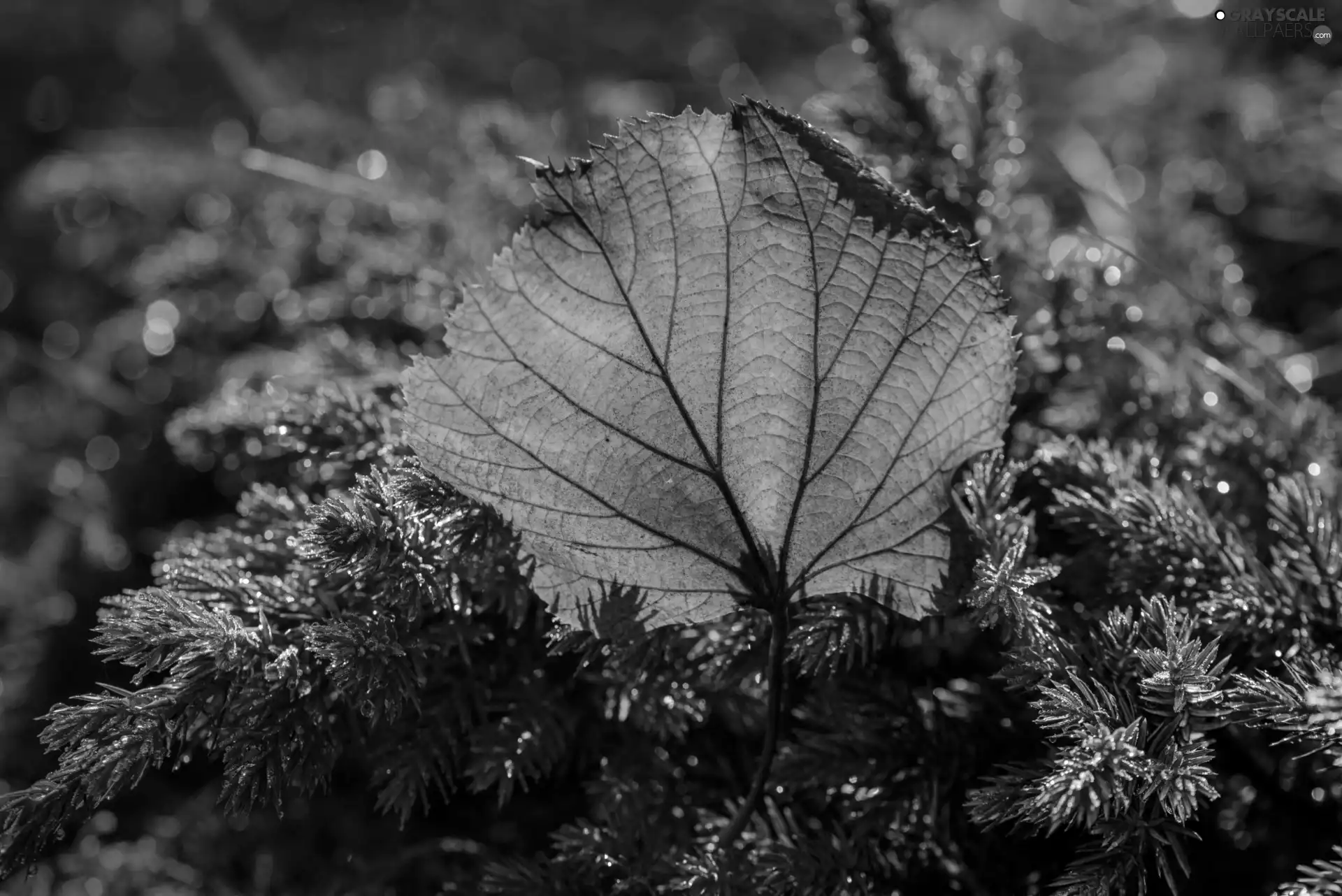 juniper, Yellow, leaf, Twigs