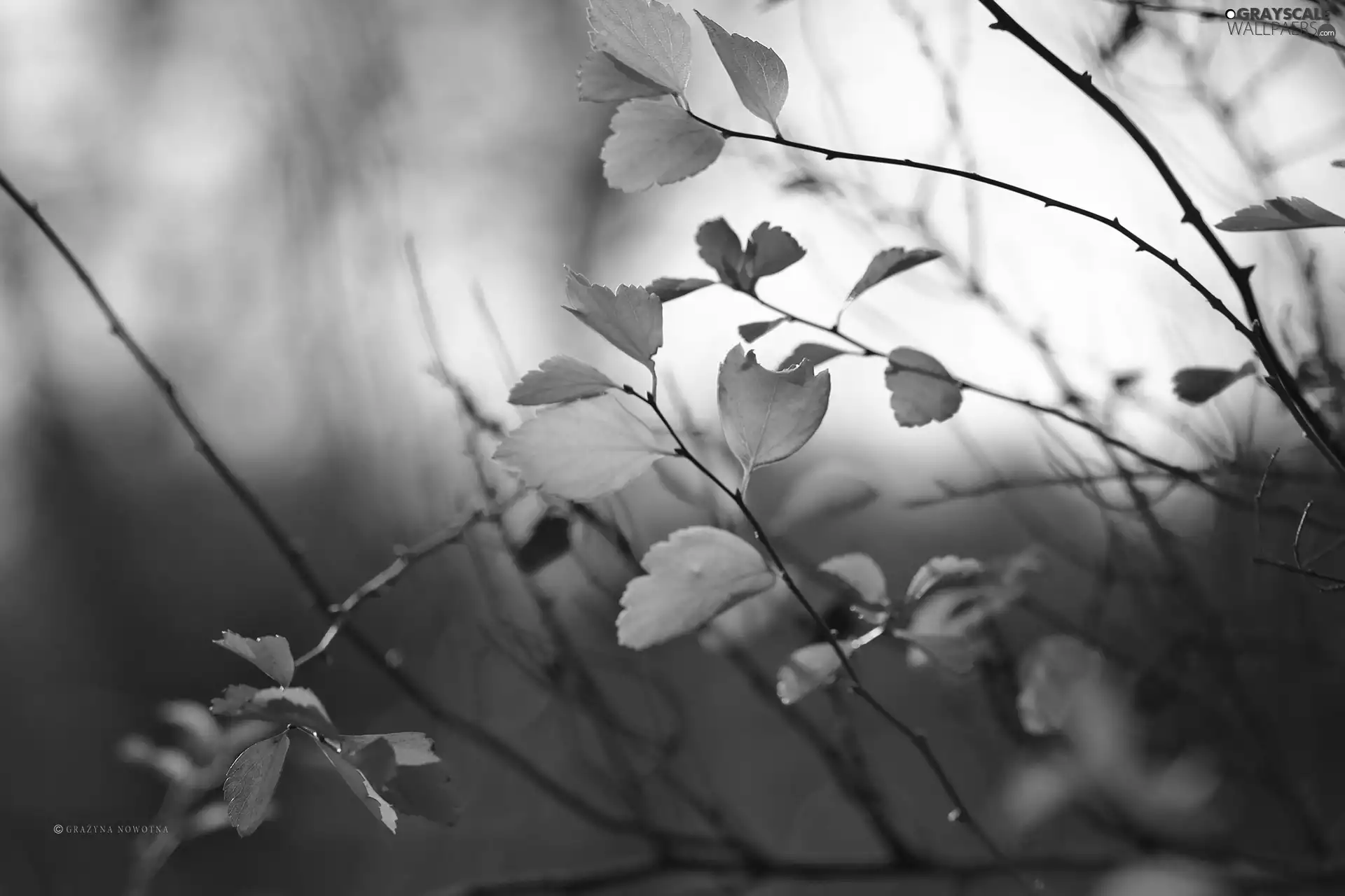 Twigs, Autumn, Leaf