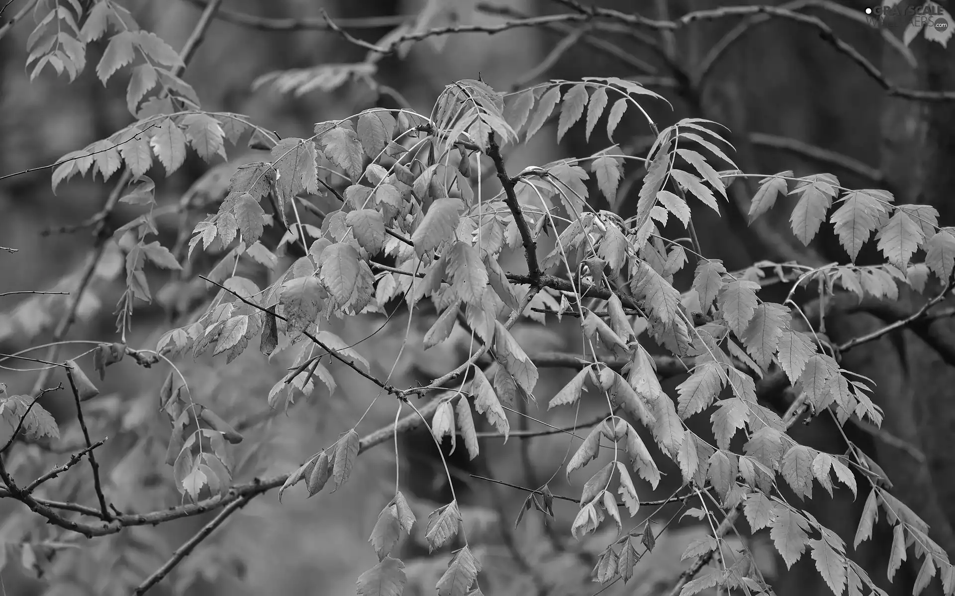 Twigs, autumn, Leaf