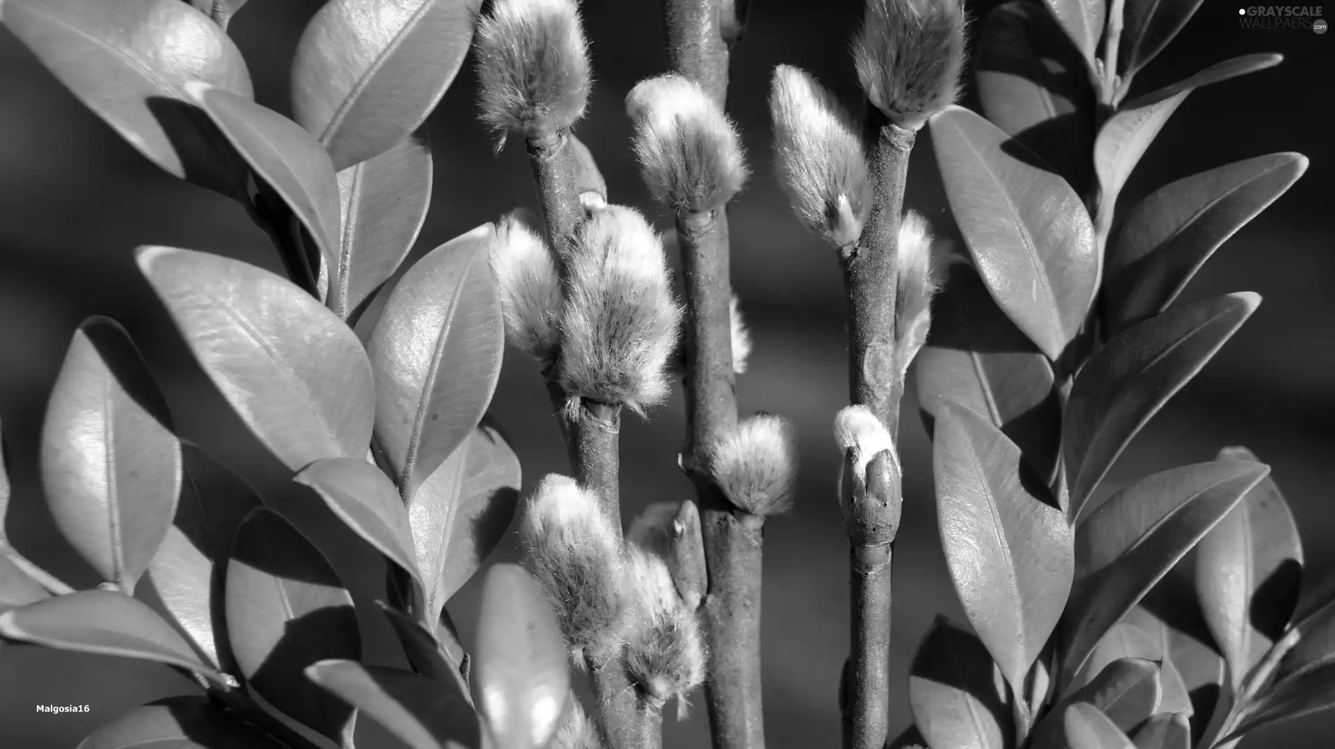 Twigs, Willow, Leaf, Boxwood, green ones, database