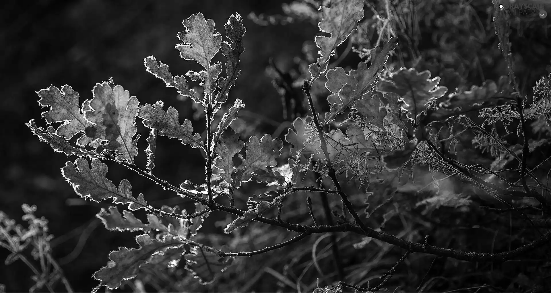 Leaf, Twigs