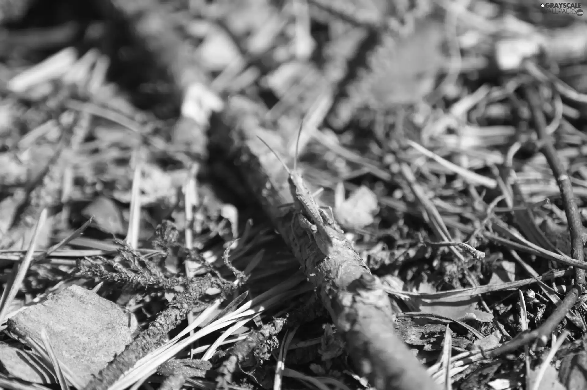 Twigs, grasshopper, litter