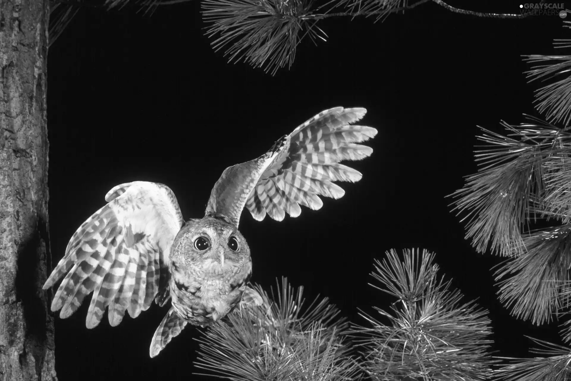 owl, Twigs