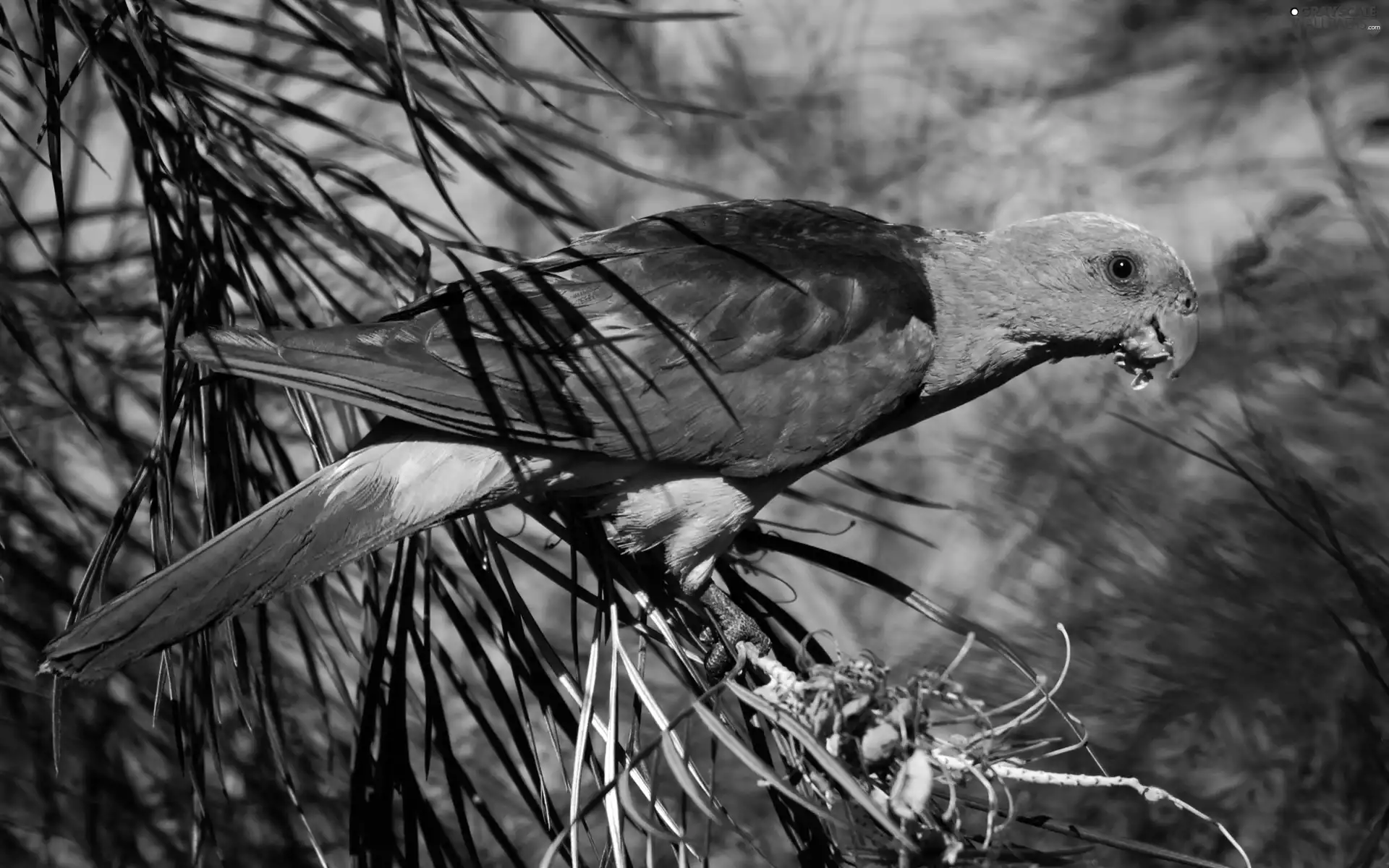 Twigs, Coloured, parrot