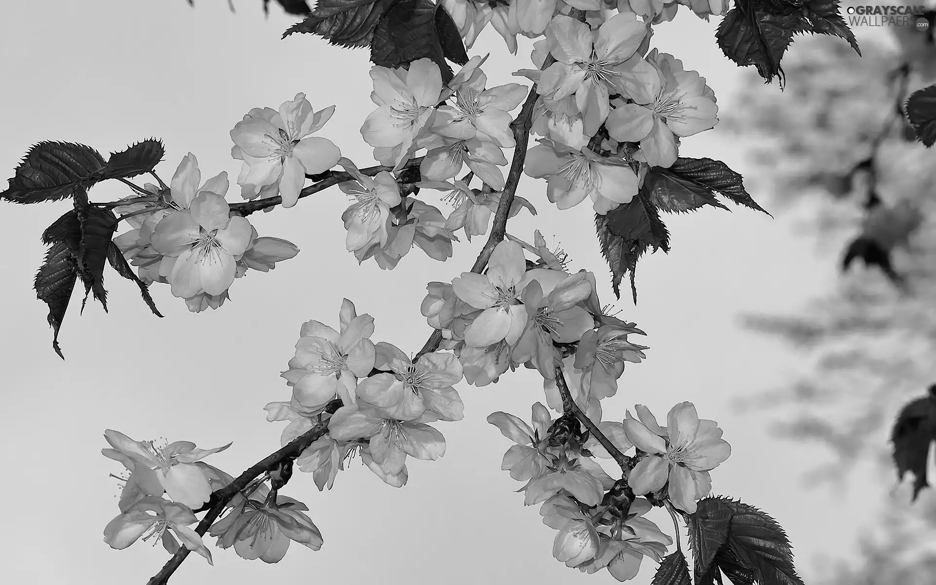 Twigs, Flowers, Pink