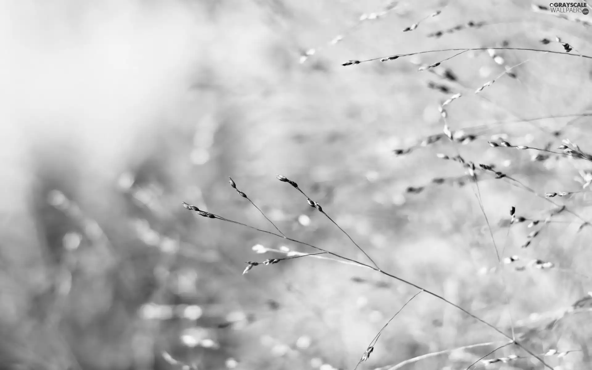 Pink, Twigs