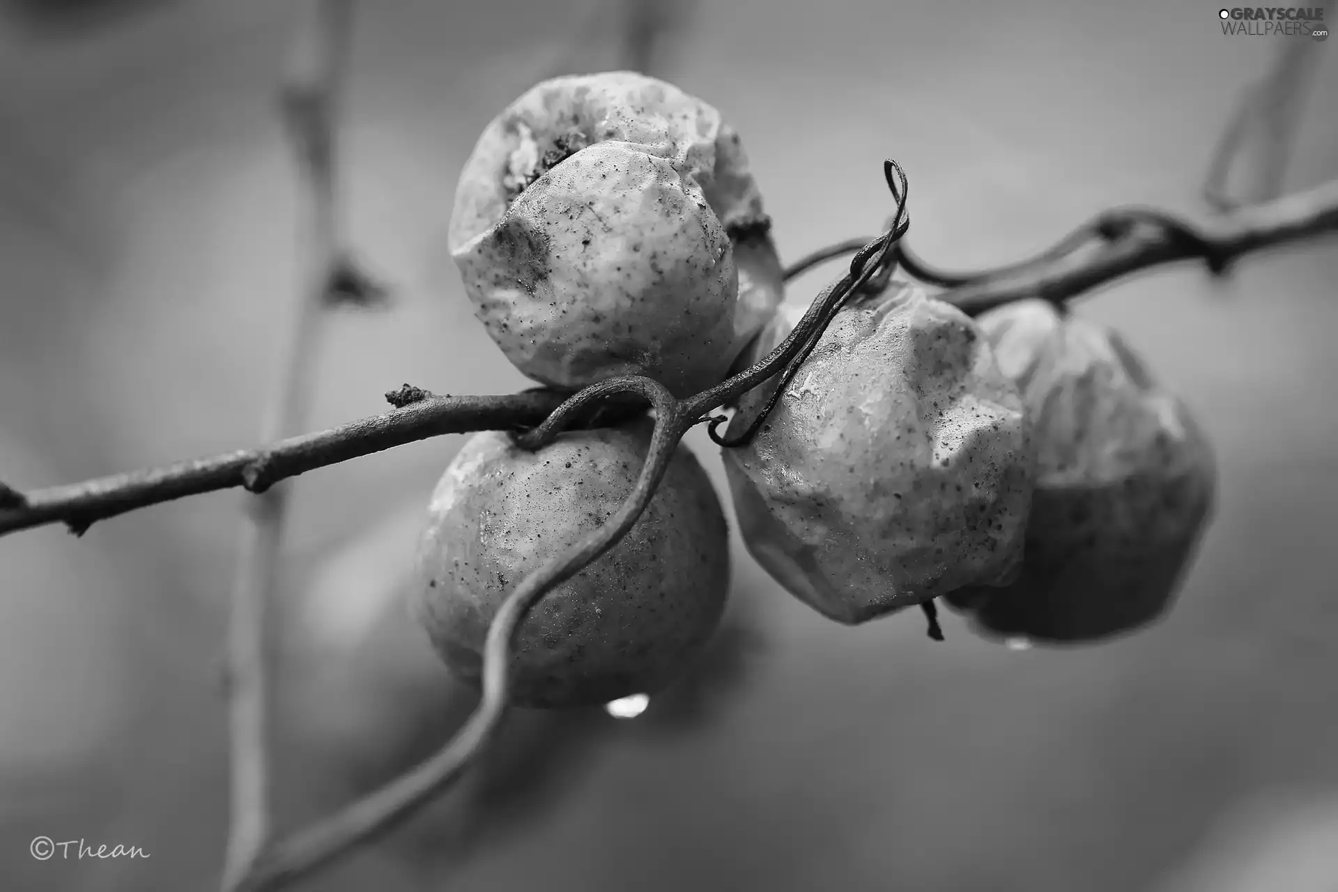 Twigs, Withered, quince