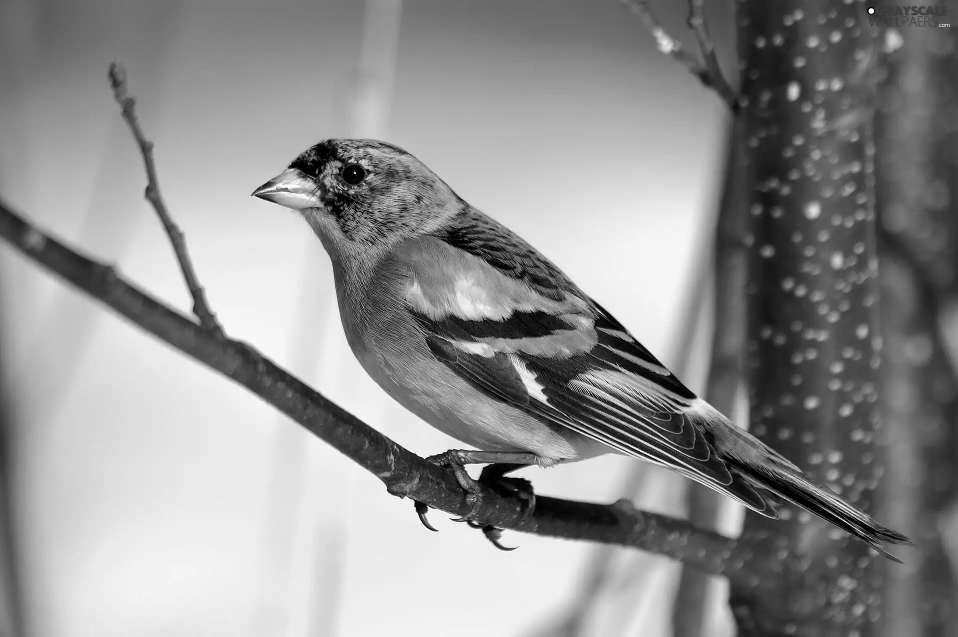 Twigs, sapling, Jer, finch, Bird