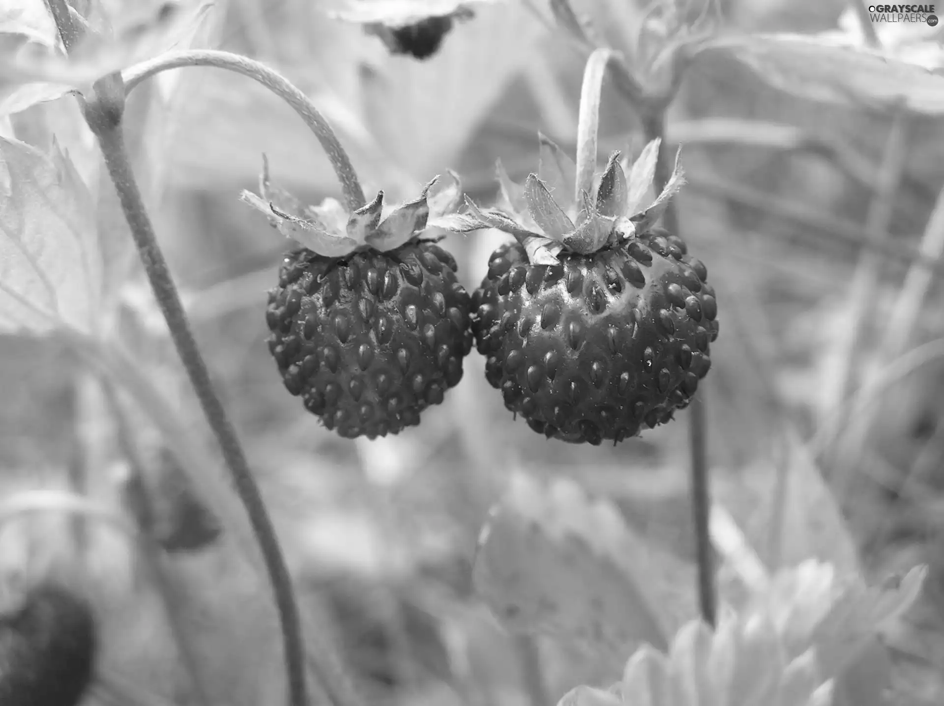 Strawberries, Twigs