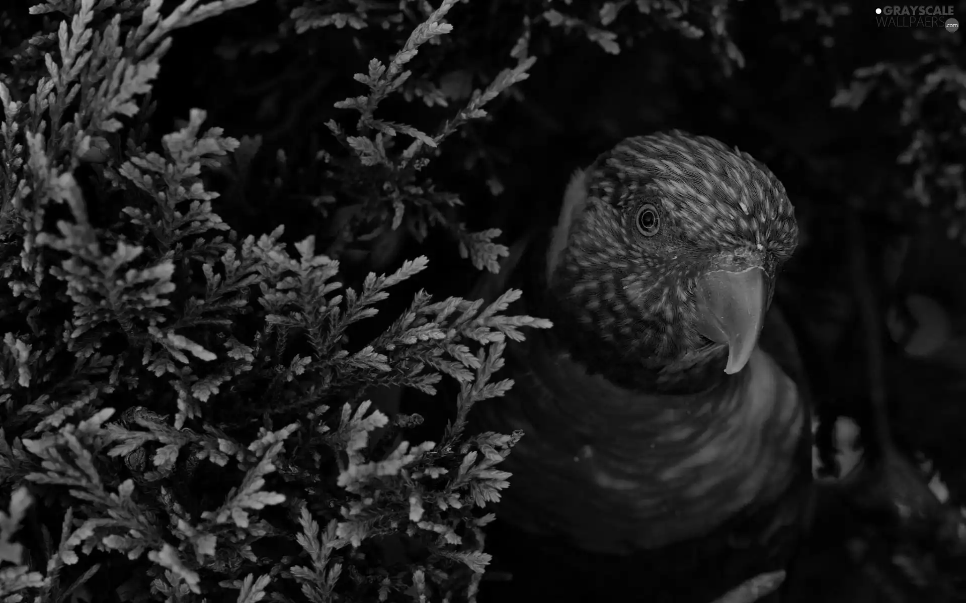 Of Thuja, parrot, Twigs