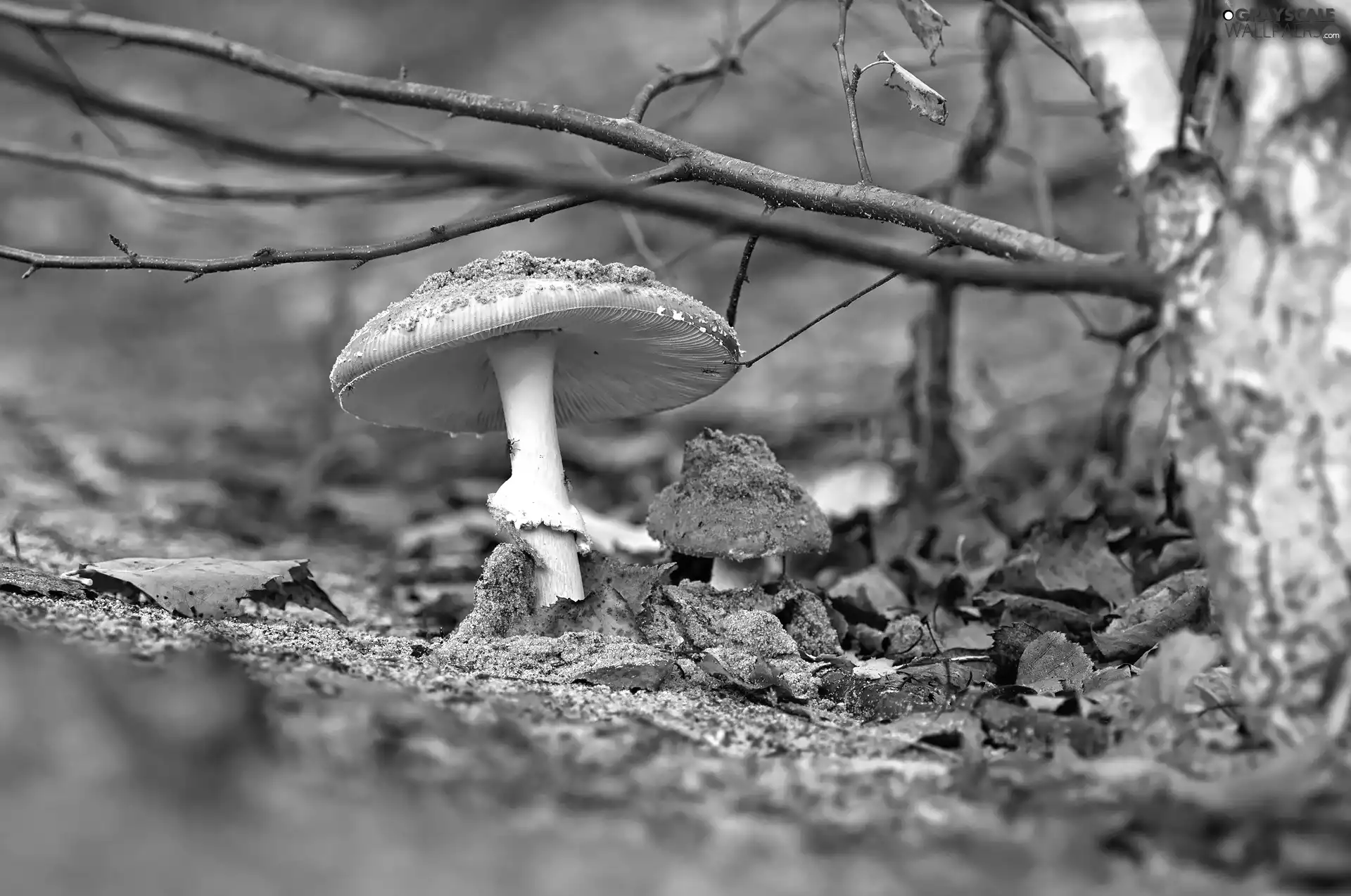 Leaf, Twigs, toadstools, litter, mushrooms