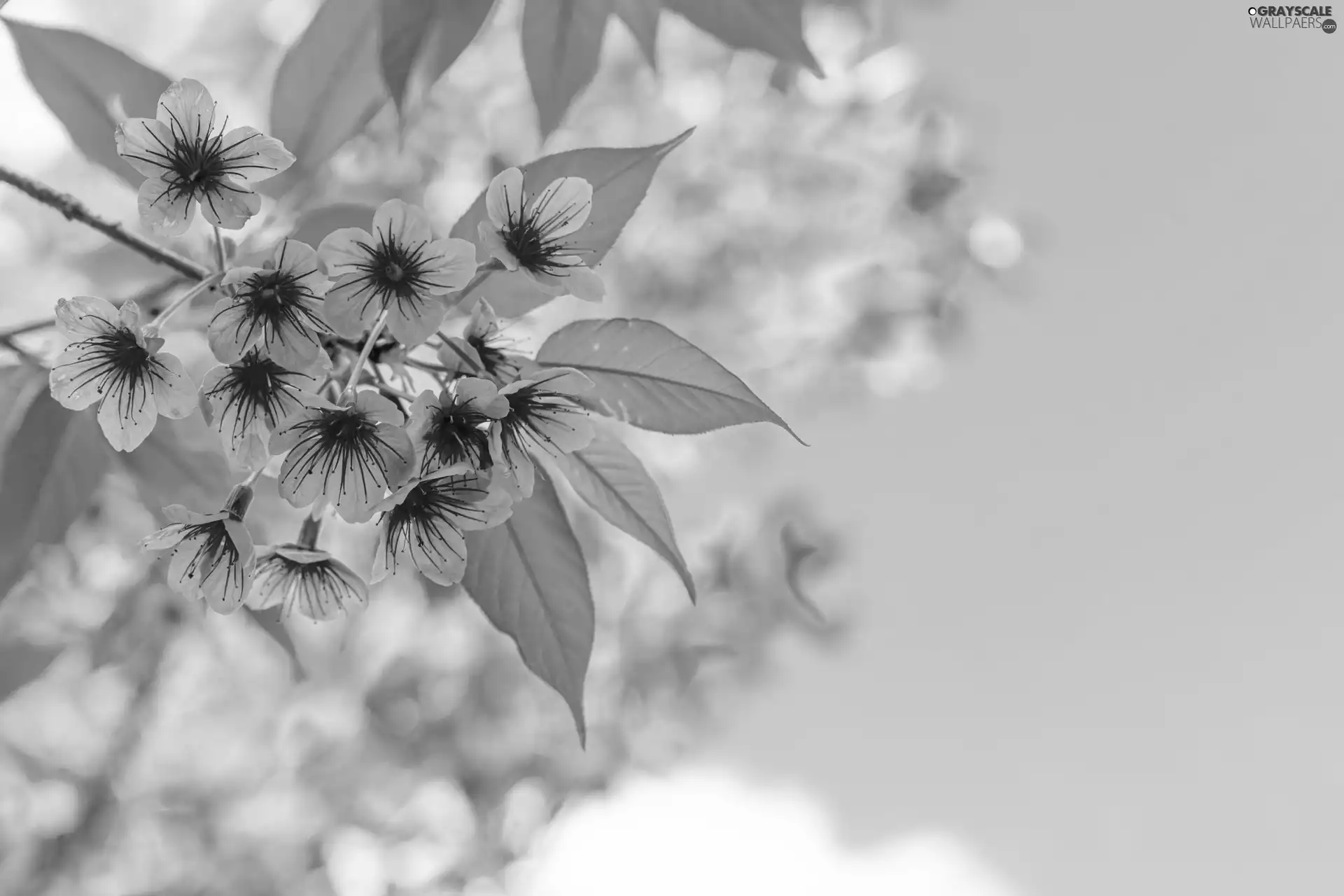 Flowers, Fruit Tree, Twigs, leaves, cherry, Pink