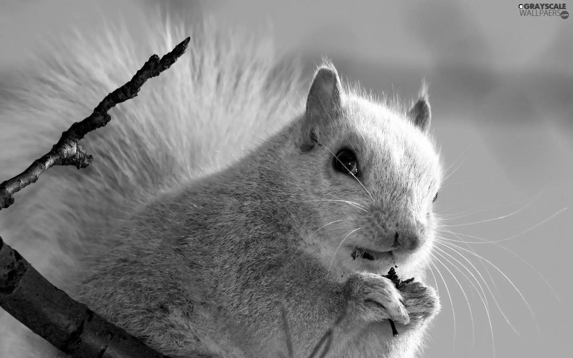 White, feet, Twigs, squirrel