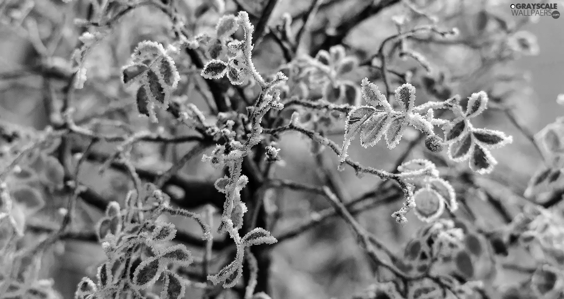 Leaf, White frost, Twigs