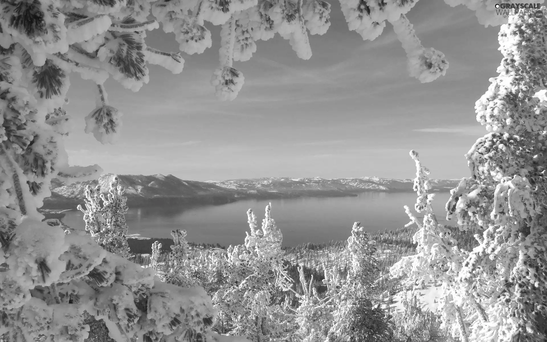 winter, Snowy, Twigs, lake