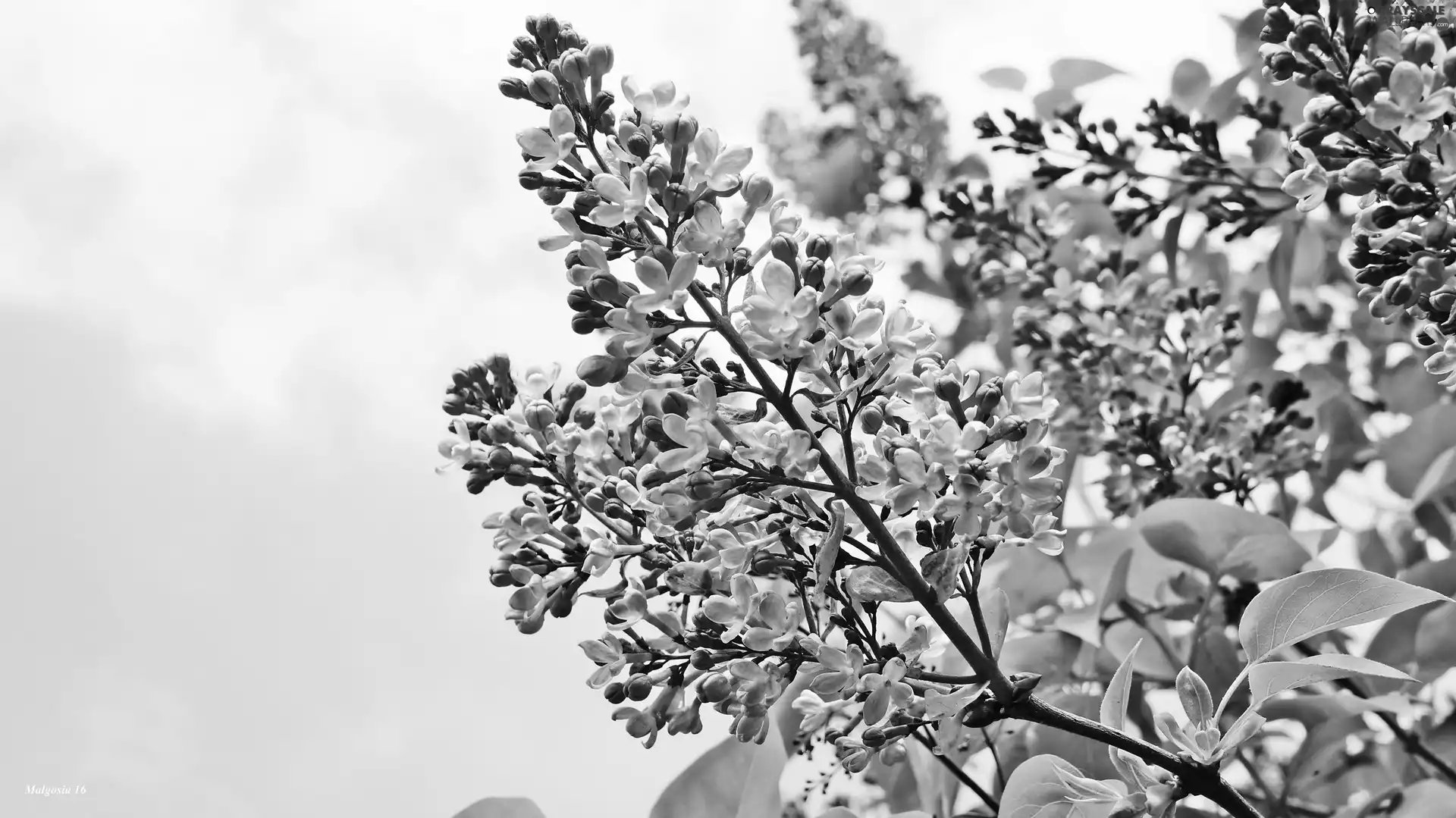 Twigs, flower, without