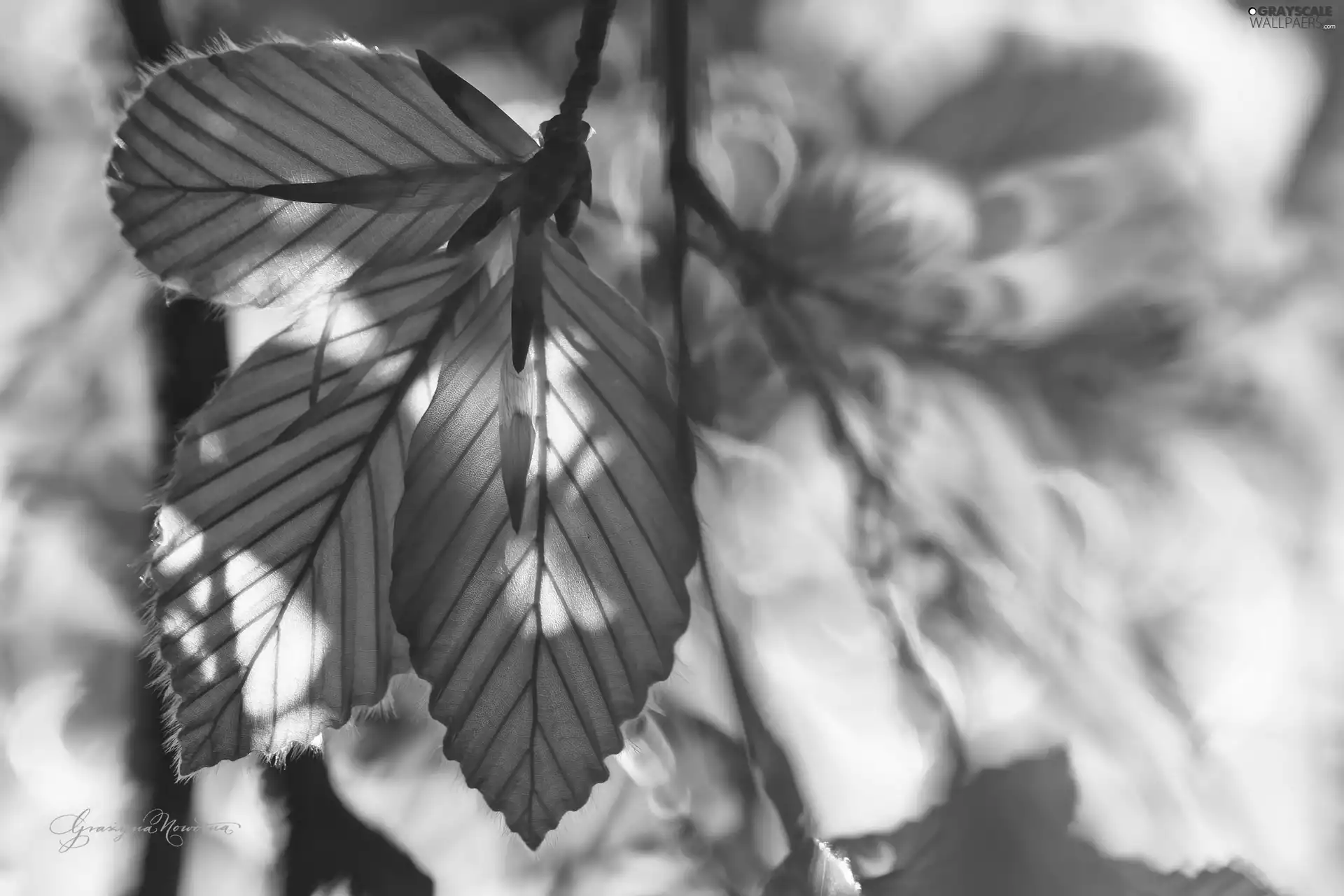 Twigs, Leaf, Yellow