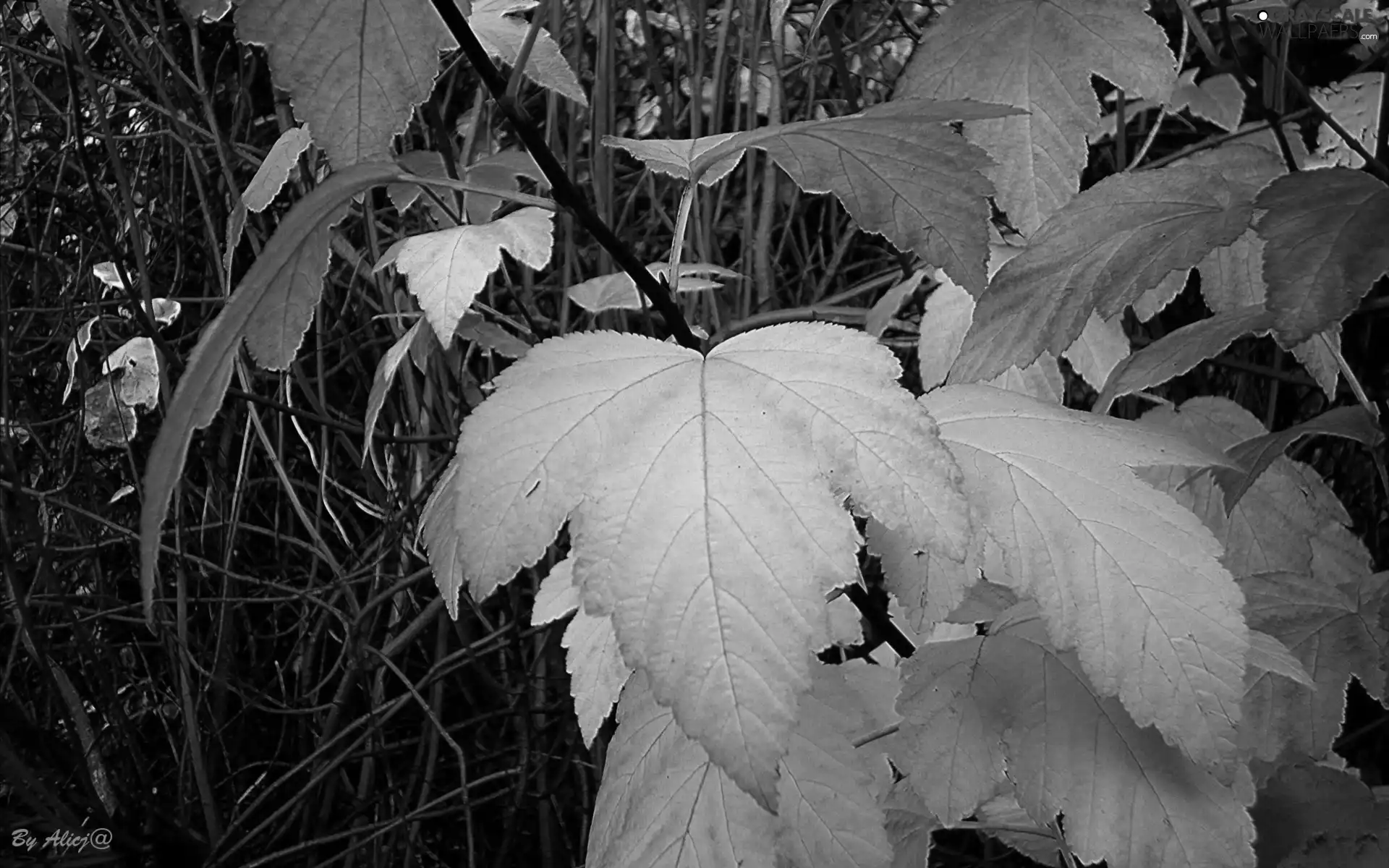 Yellow, Red, Twigs, Leaf