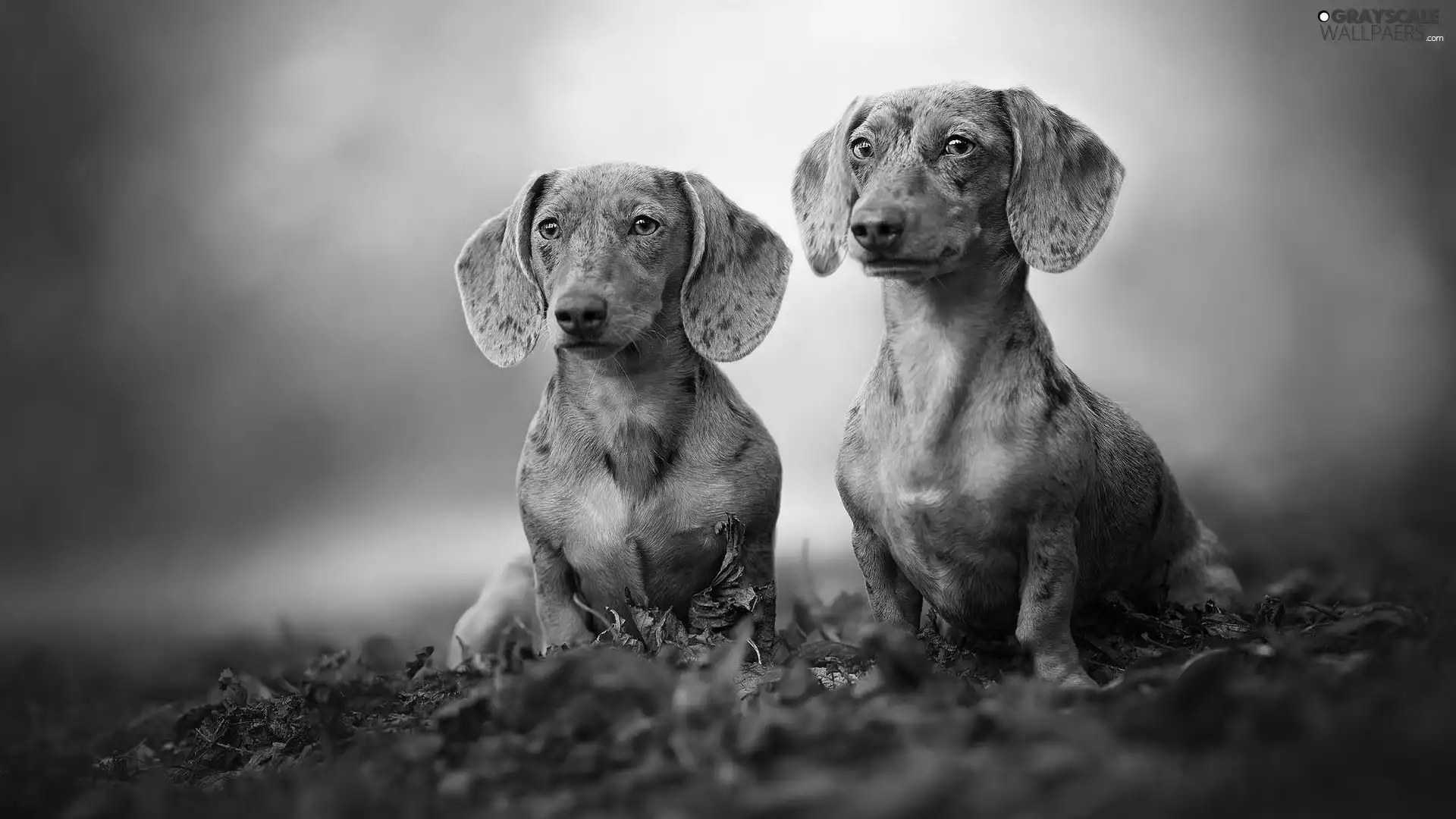 Leaf, blurry background, Two cars, dachshunds, Dogs