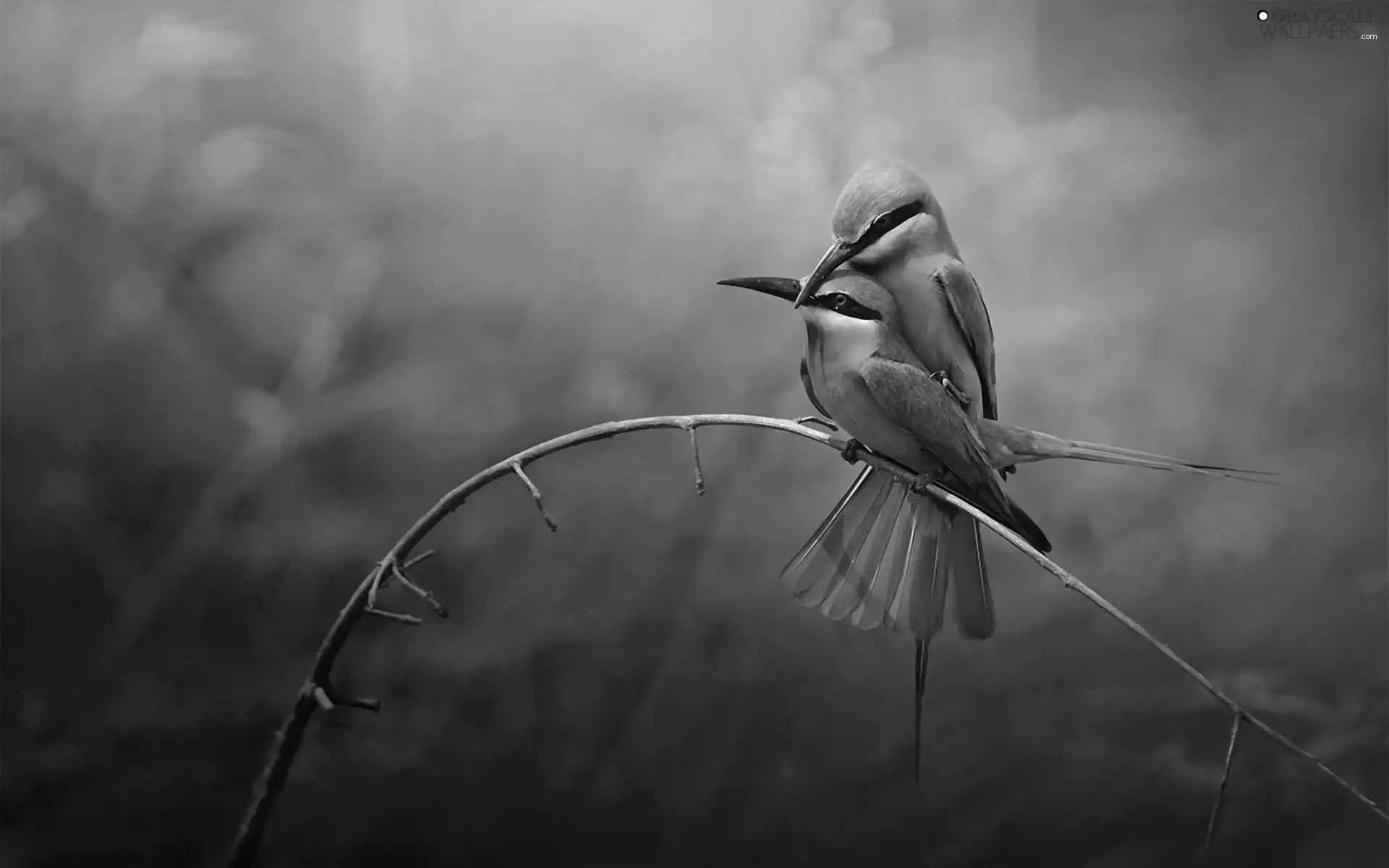 birds, twig, Two cars