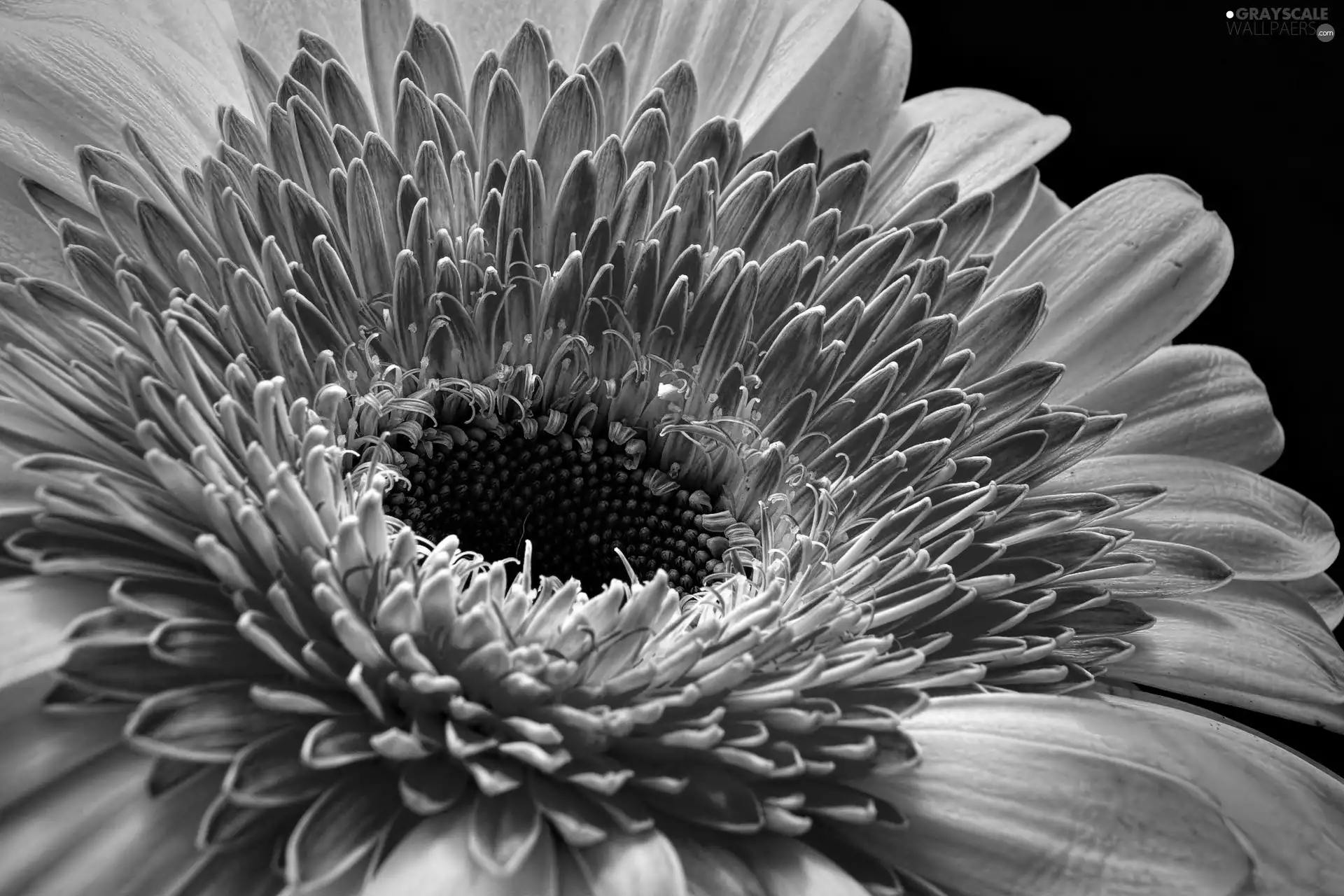 Gerbera, Colourfull Flowers, two Colors