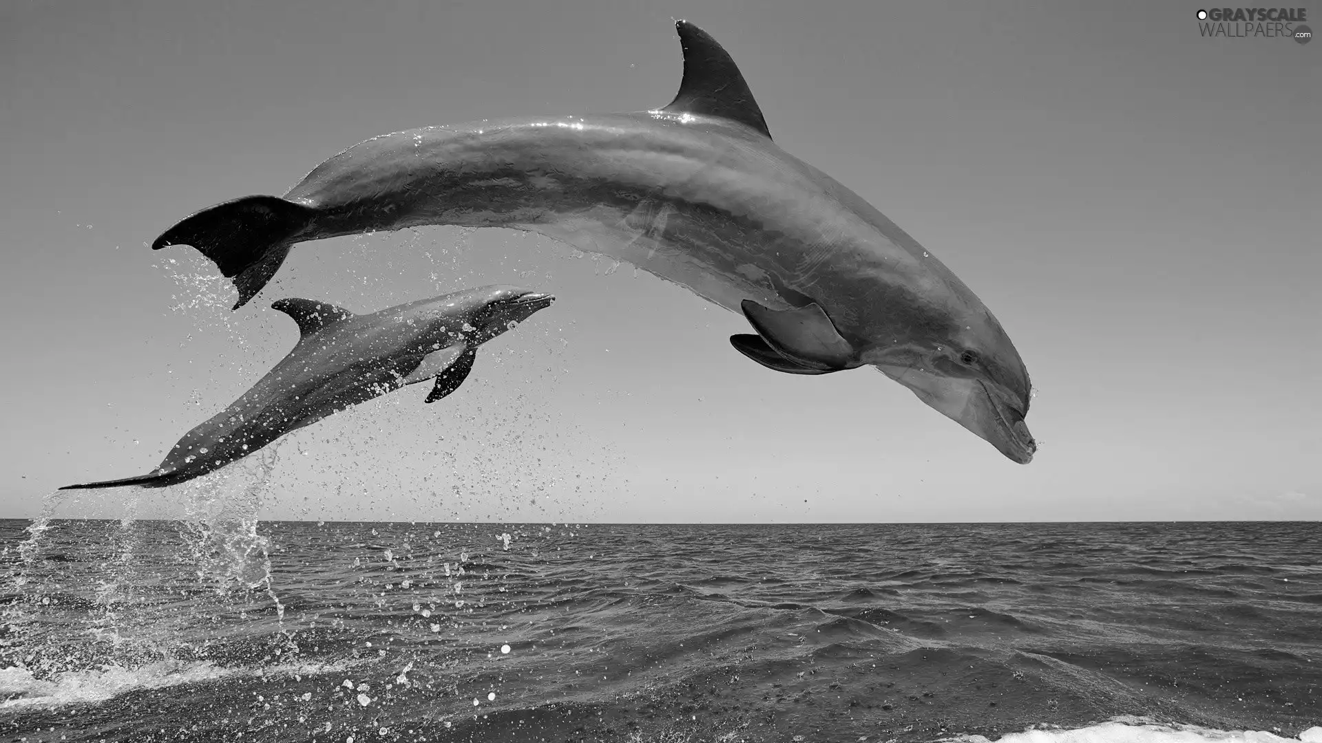 Two cars, dolphins