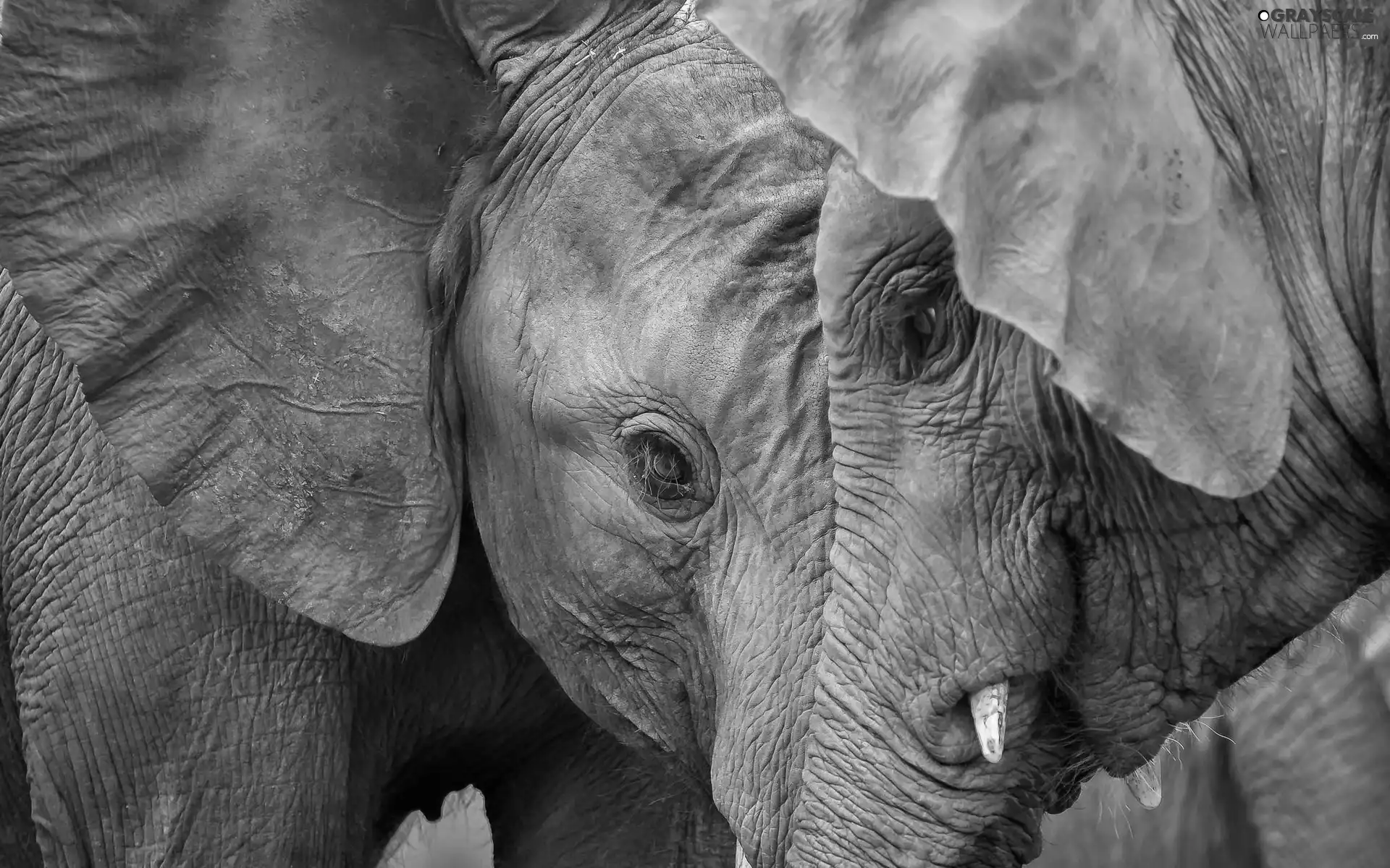 Two cars, Elephants