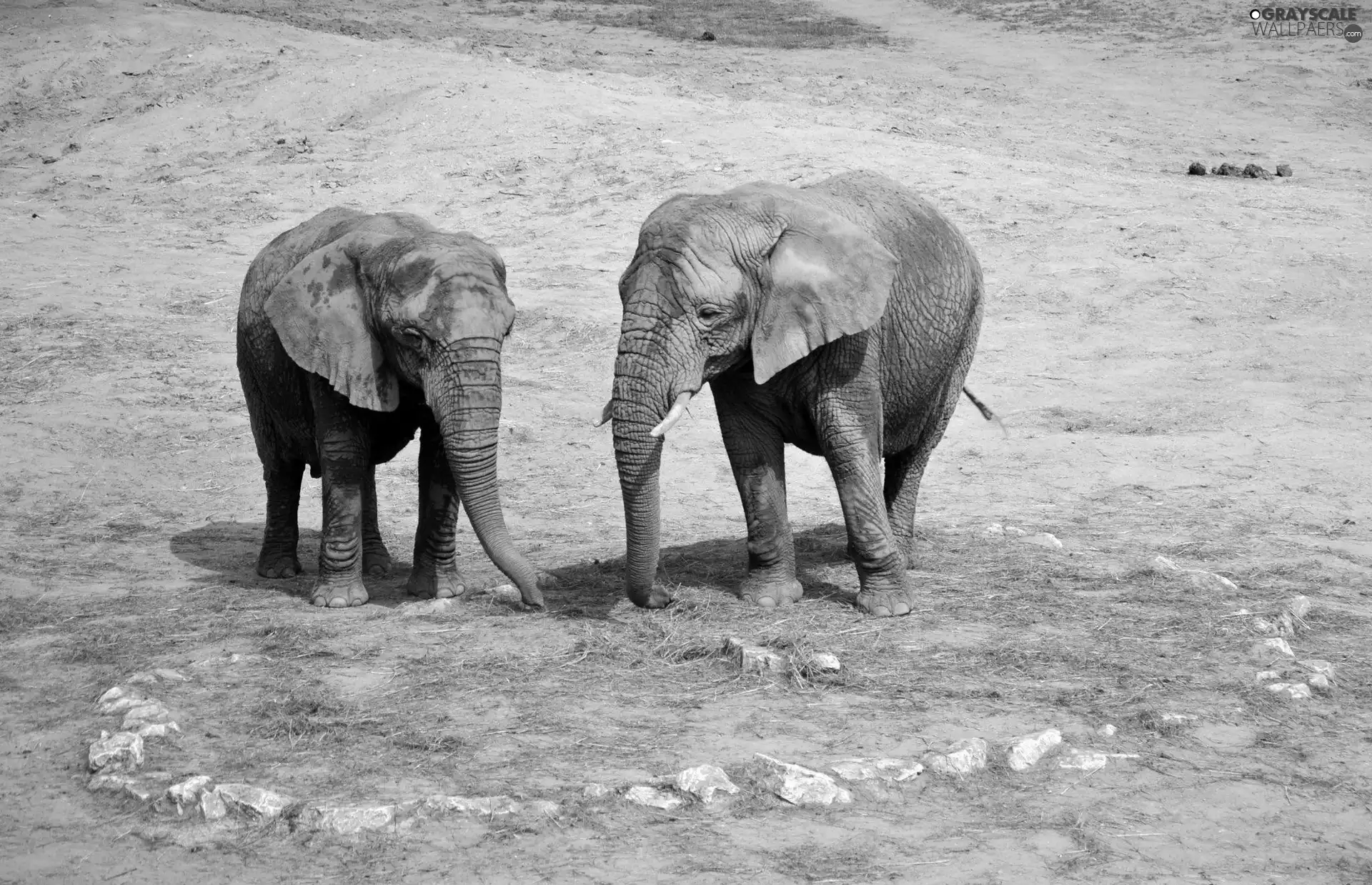 Two cars, Elephants