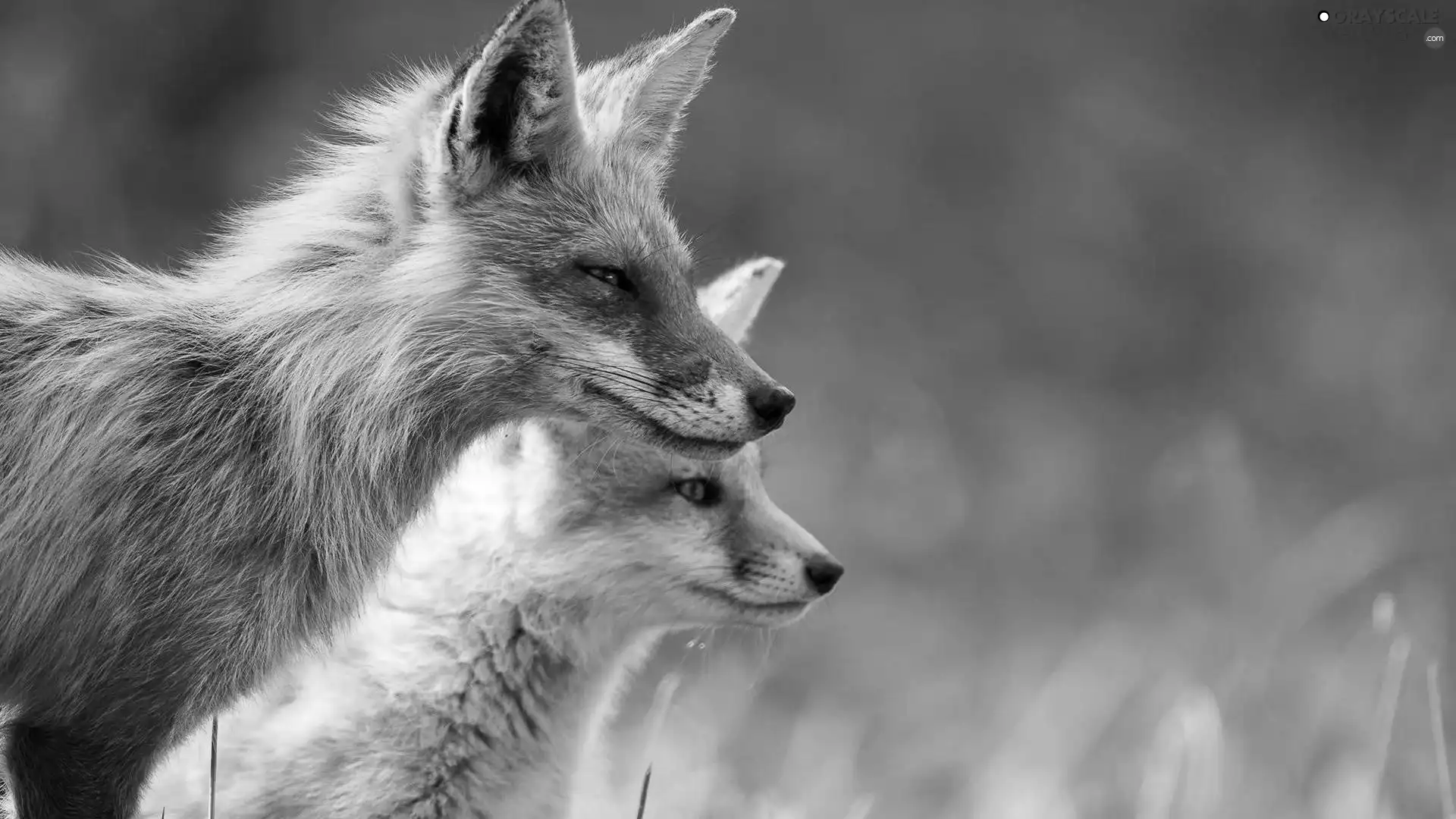 Two cars, foxes