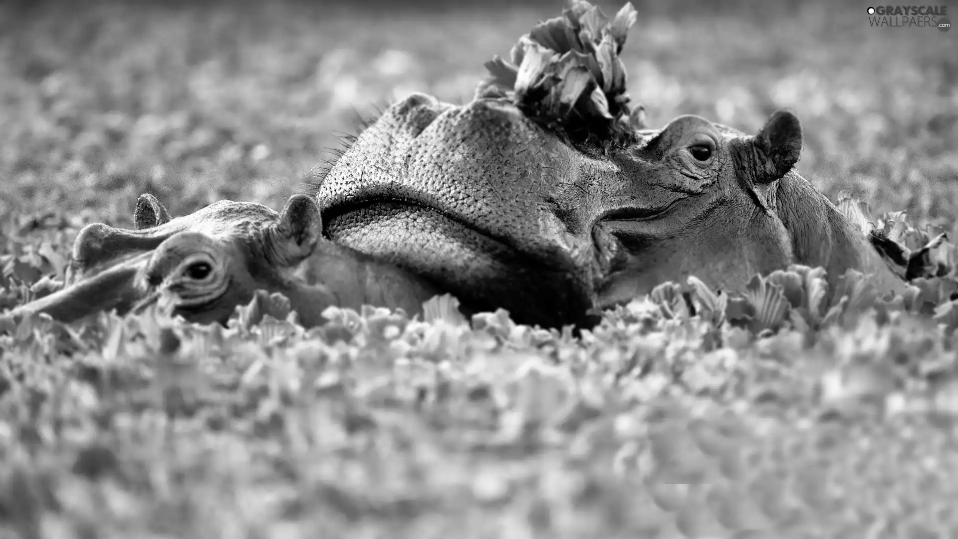Two cars, hippos