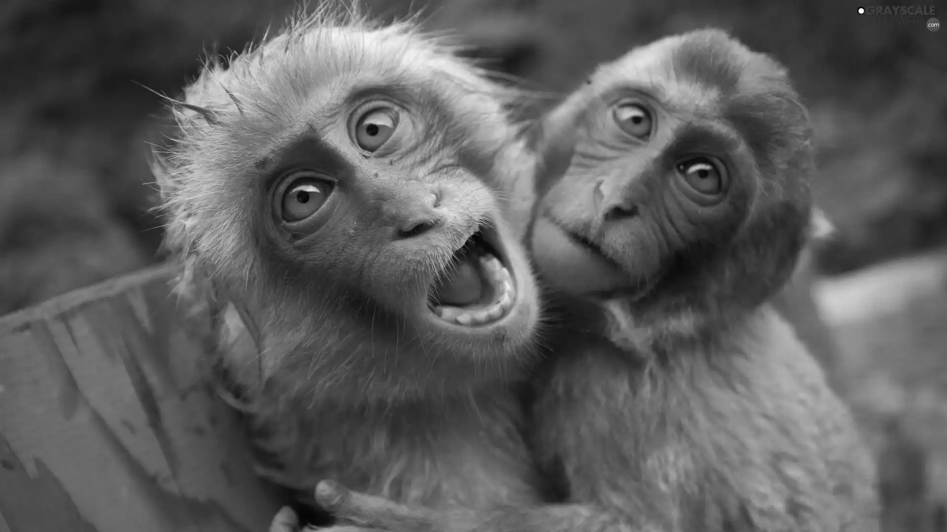 Two cars, macaques