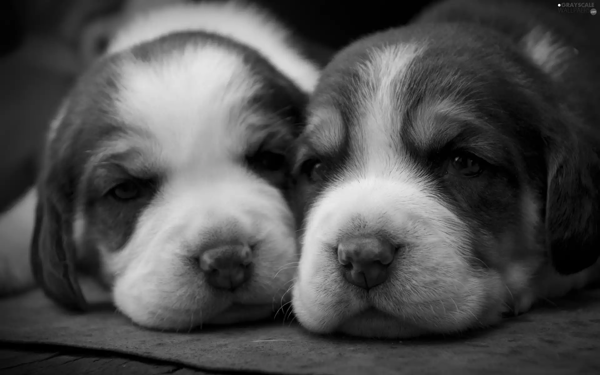 Two cars, Puppies