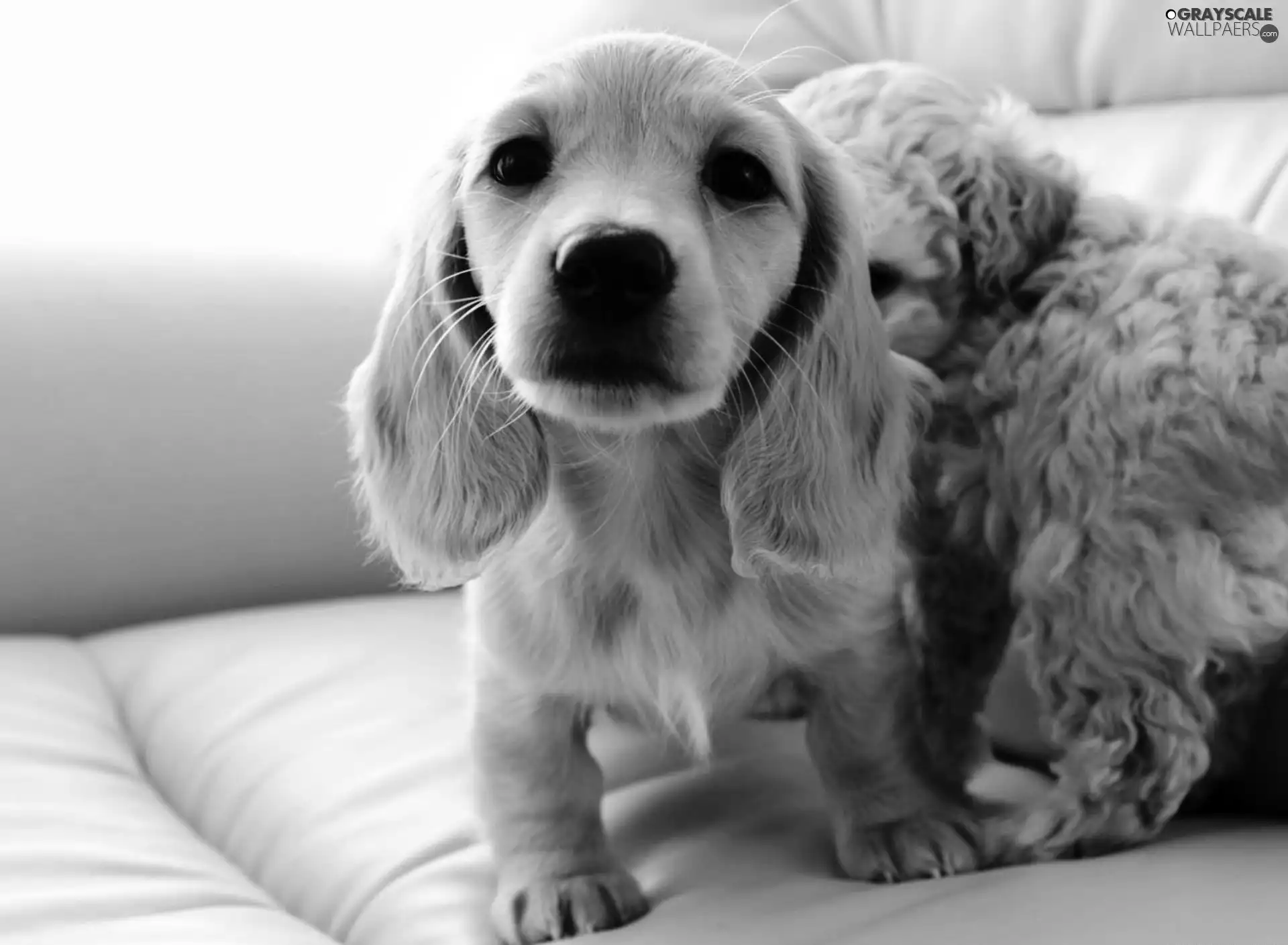 English Cocker Spaniel, Two cars, puppies