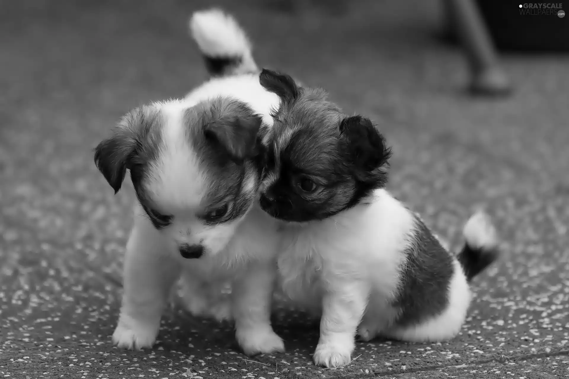 puppies, sweet, Two cars