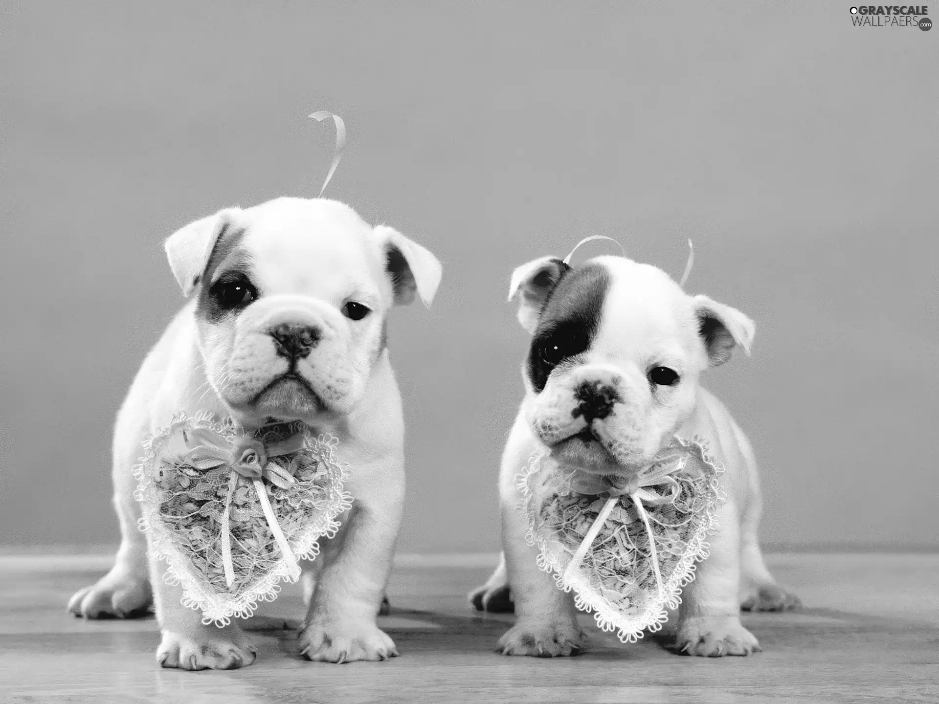 Two cars, puppies