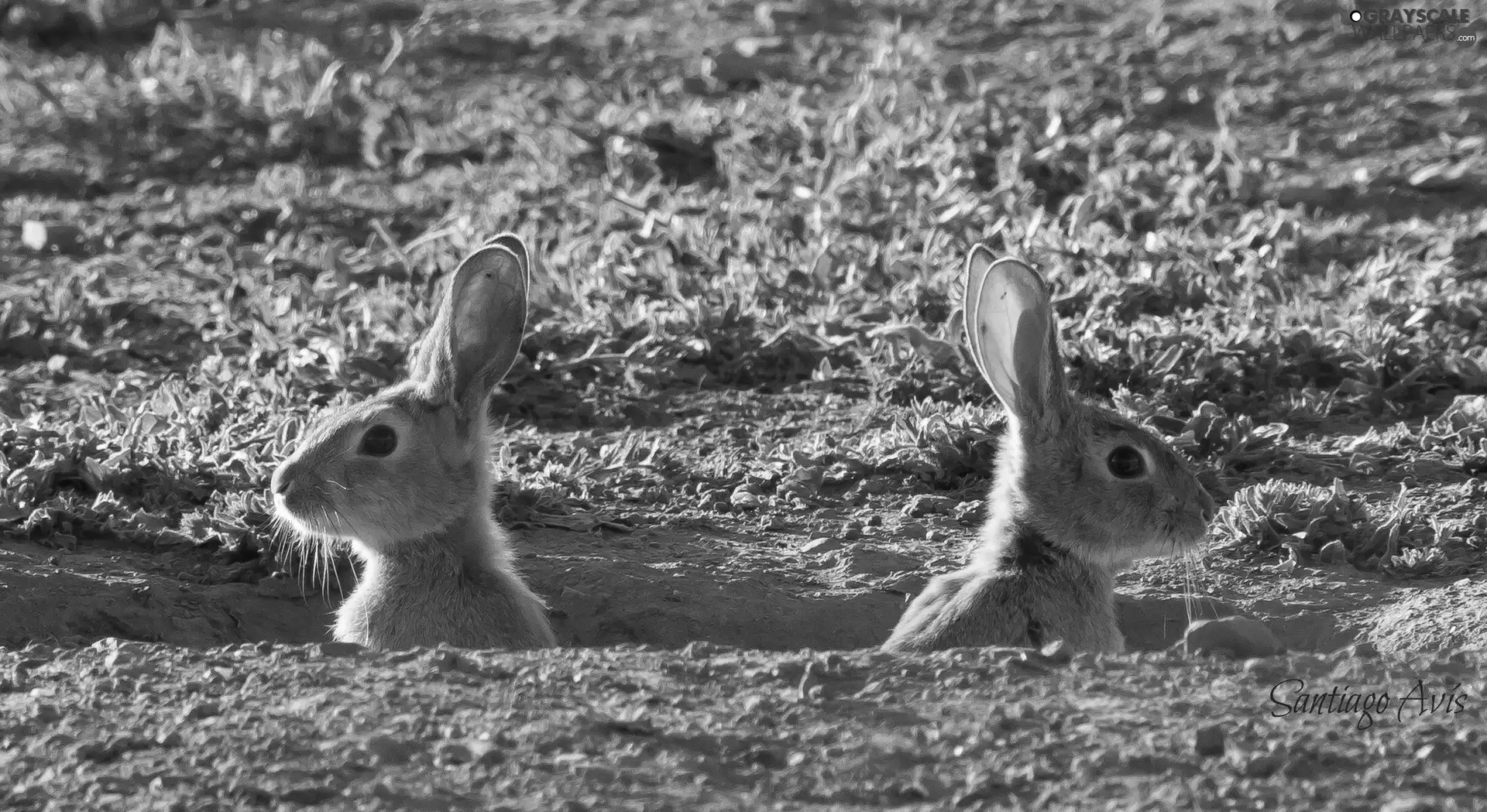 Two cars, rabbits