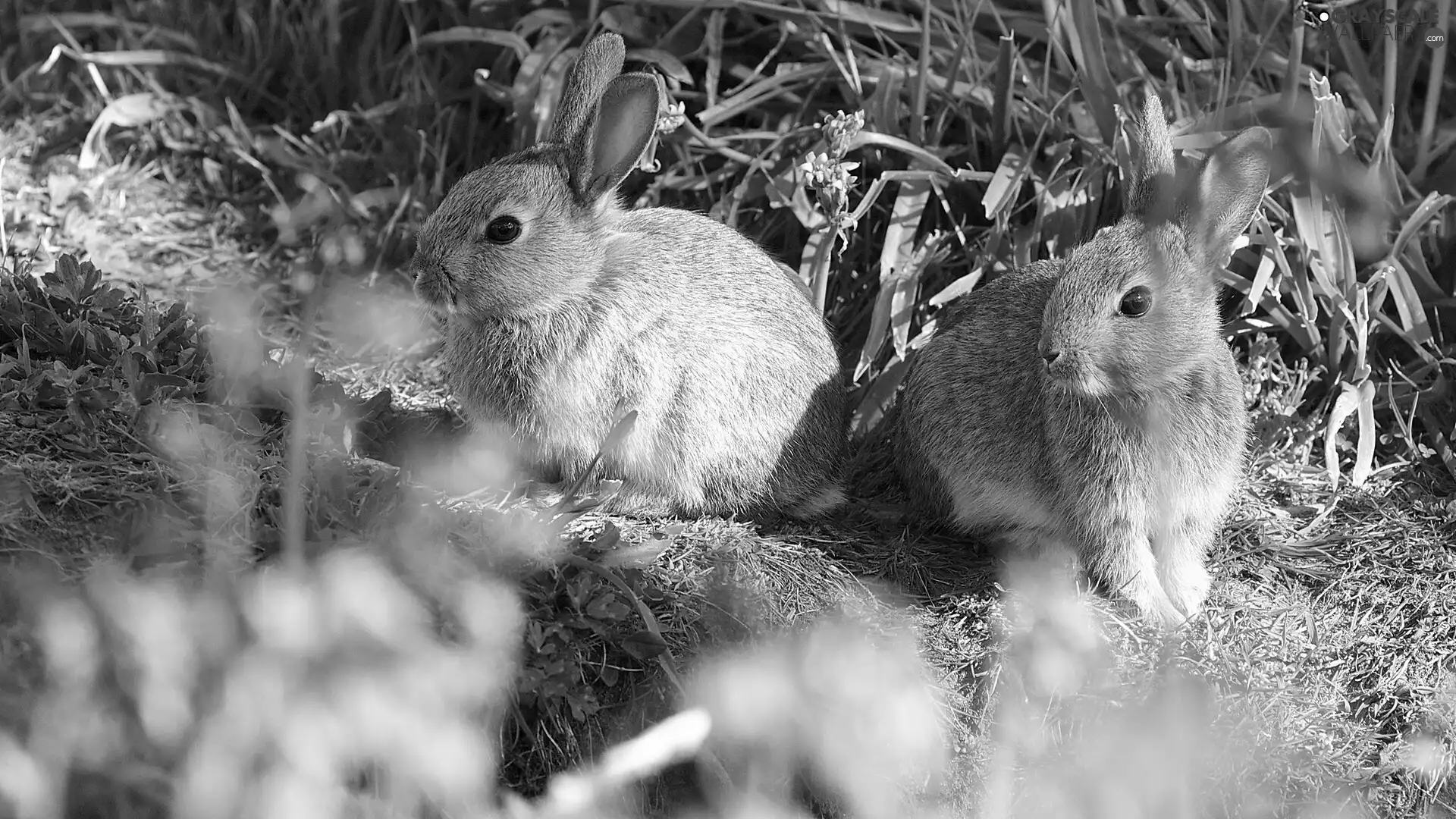 Two cars, rabbits