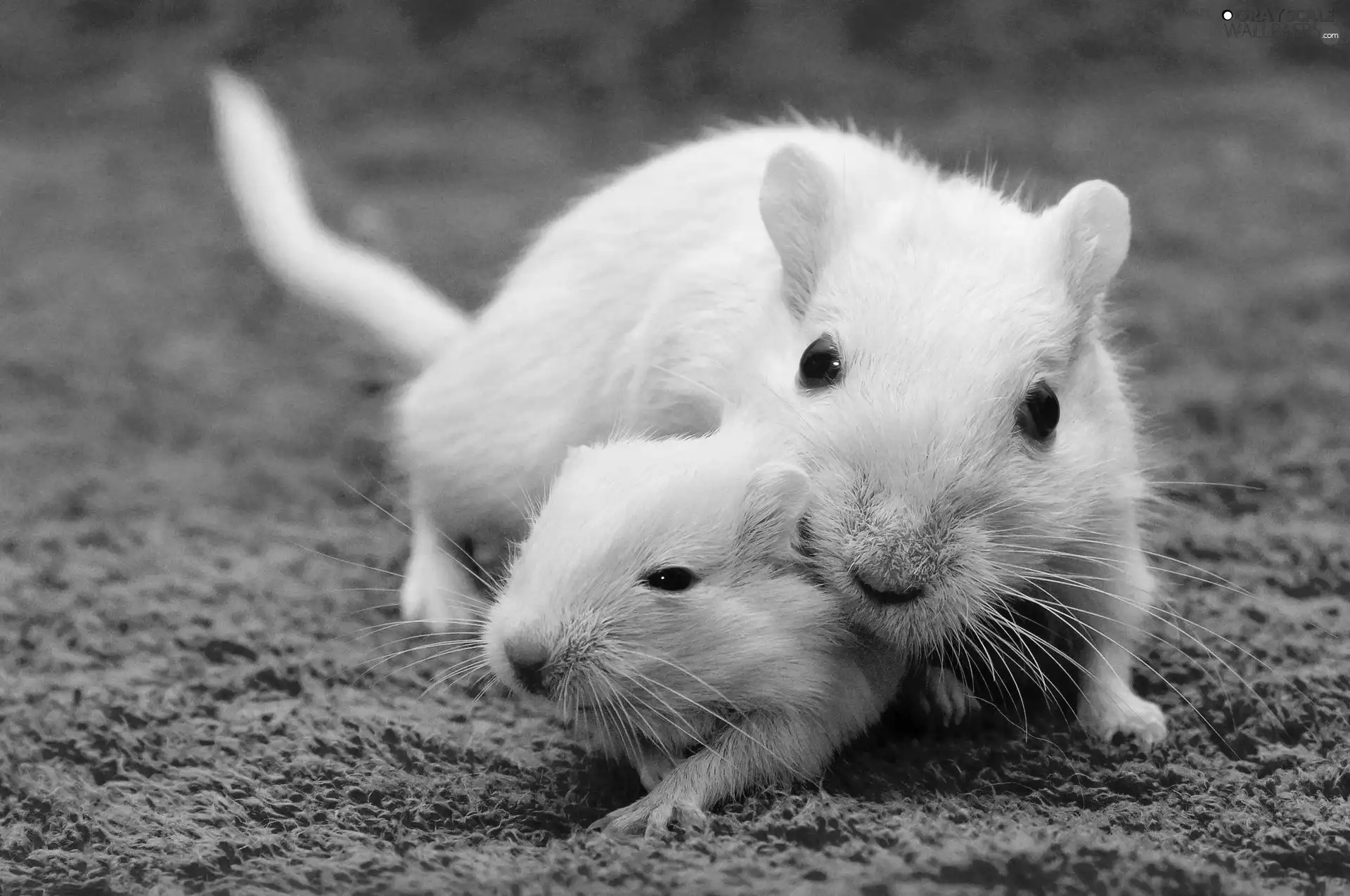 Two cars, Gerbils
