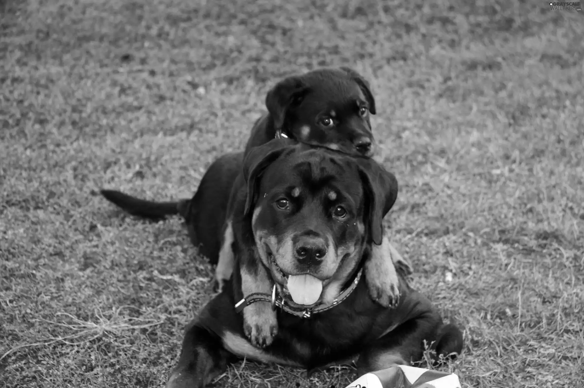 Two cars, Rottweilers