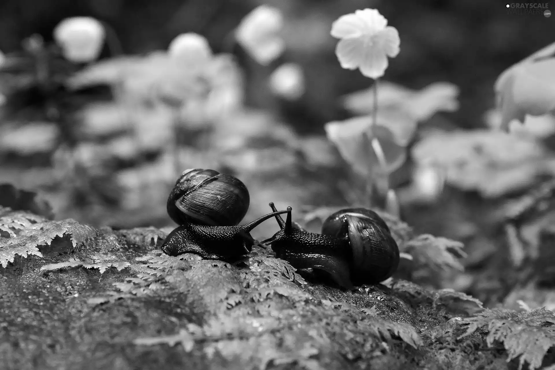 Two cars, Snails