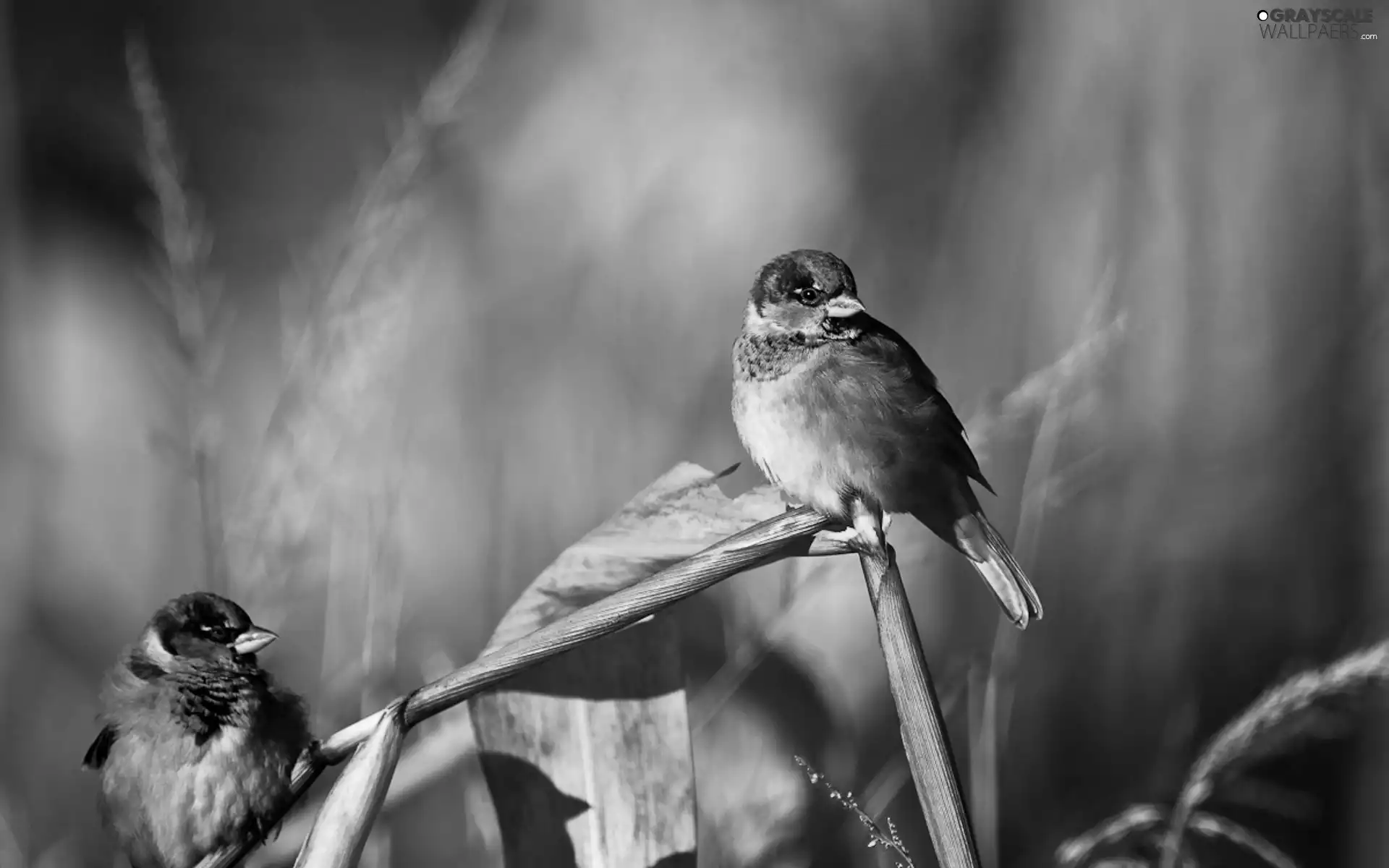 Two cars, sparrows