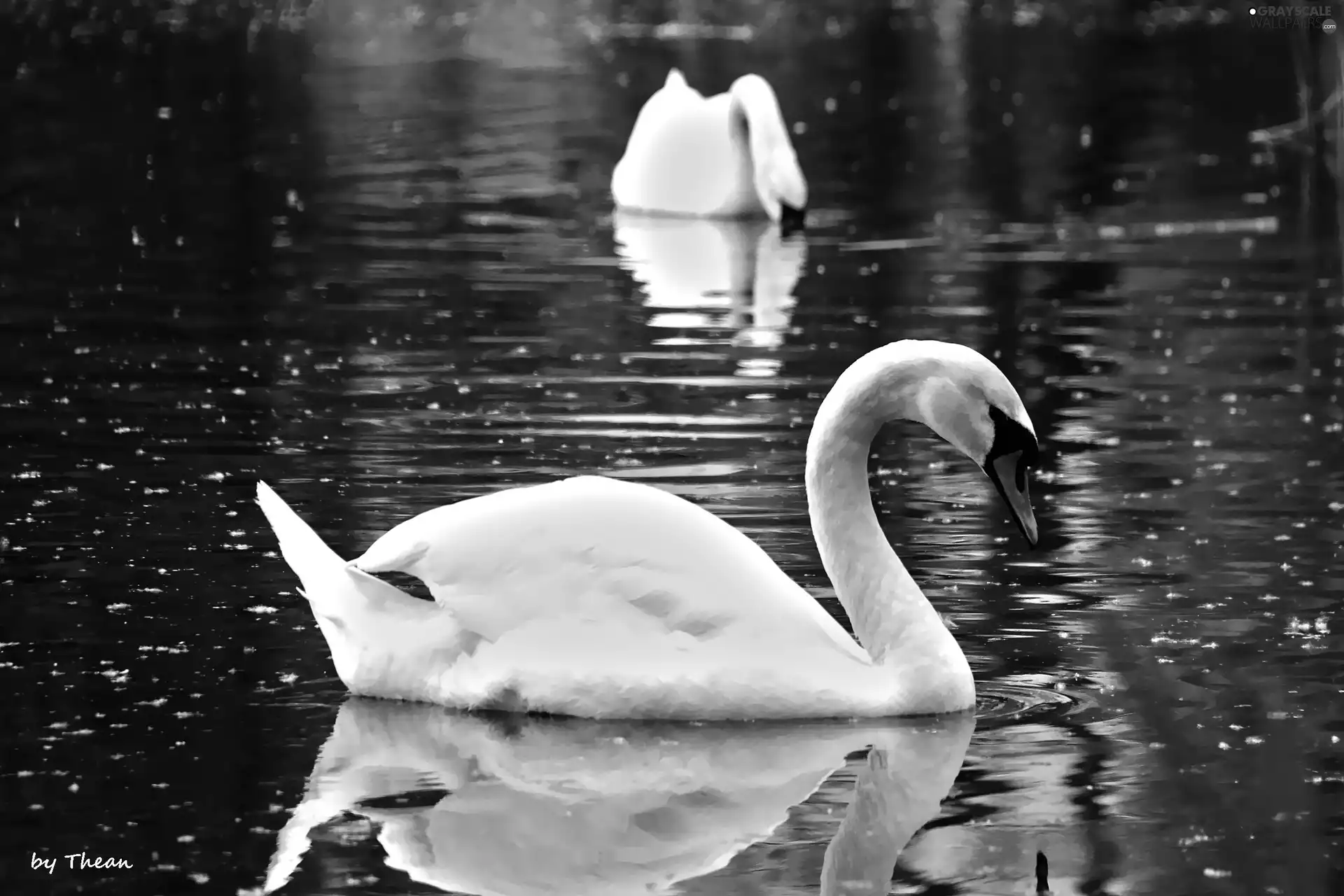 Two cars, Swan