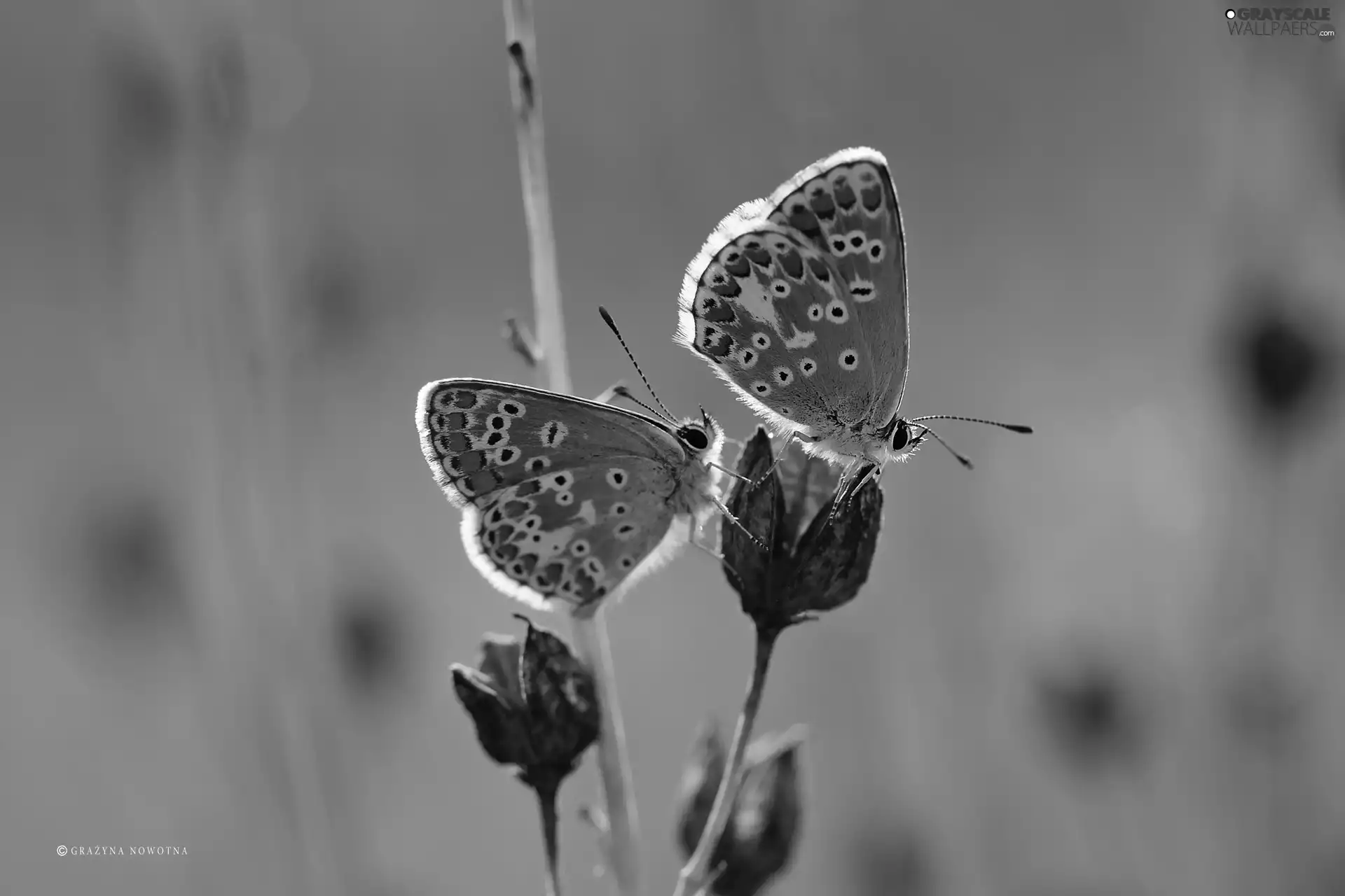 blue tits, butterflies, Two cars