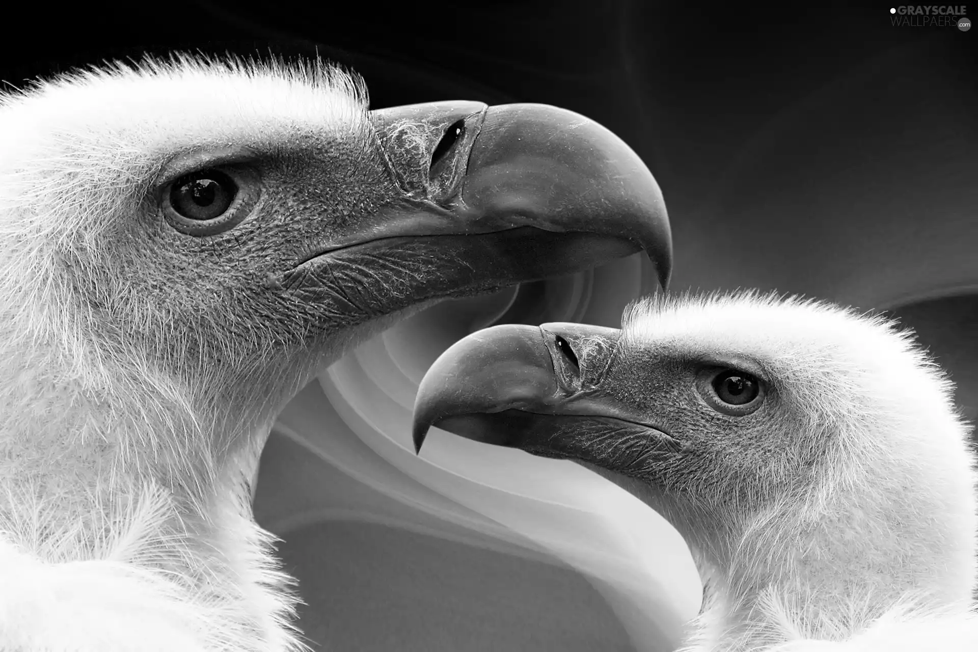 Two cars, Vultures